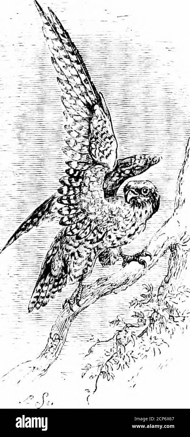 . L'uccello . malato la sua preda ad un colpo, andscorns a torturarlo. Questi uccelli rapaci, con il loro piccolo cervello, offrono un impressionante con-trast alle numerose specie amabili e palesemente intelligenti che troviamo tra gli uccelli più piccoli. La testa del primo è solo abeak; quella del secondo ha un volto. Mliat confronto può essere madebetween questi giganti bruti e l'intelligente, tutto-umano uccello, therobin rosso, che in questo momento si guarda su di me, percheson la mia spalla o la mia carta, esamina il mio witing, scalda il liimself agli UCCELLI DI PREDA. 159 tlie lire, o curiosamente coetanei attraverso la finestra a se Foto Stock