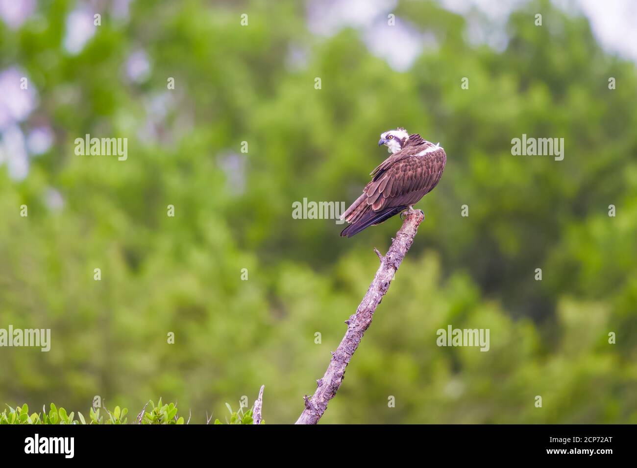 Osprey (Pandion haliaetus) seduto su un ramo di albero a Flamingo Campground. Parco nazionale delle Everglades. Florida. STATI UNITI Foto Stock