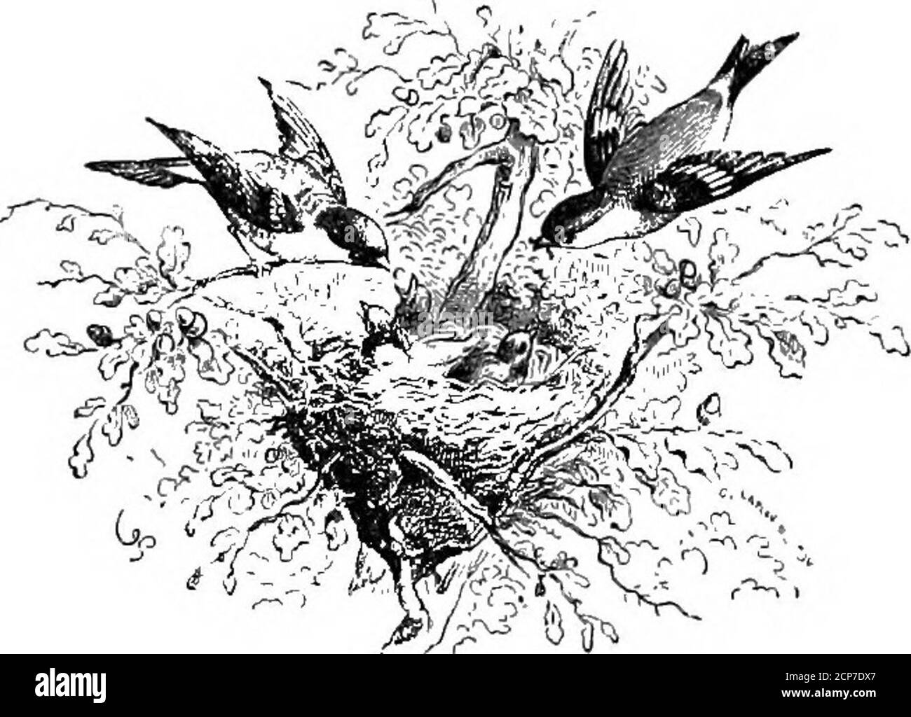 . L'uccello . INTRODUCTION.HOW L'AUTHOE È STATO CONDOTTO ALLO STUDIO DI NATUEE, 13 PARTE FIRST.THE EGG, . .... IL PALO - BIEDS ACQUATICHE, L'ALA, LA PRIMA FLUTTECAZIONE DELL'ALA, TEIUMPH DELL'ALA - LA FREGATA BIED, .. I SHOEES - DECADIMENTO DI ALCUNE SPECIE, GLI IERONI D'AMERICA - WILSON, L'ORNITOLOGO, IL COMBATTIMENTO - LE REGIONI TEOPICAL, .. PURIFICAZIONE, MORTE - UCCELLI DI PREDA (I RAPTOEES), 03718191101111121131143153 PARTI SKCOND.THE LIGHT - THE NIGHT, ..STOEM E MIGRAZIONI INVERNALI, MIGEATION, CO?IK™CD - THE SWALLOW, . ARMONIE DELLA ZONA TEMPERATA, IL BIED COME LABOUEER DELL'UOMO. 171ISl193205213 X CO Foto Stock