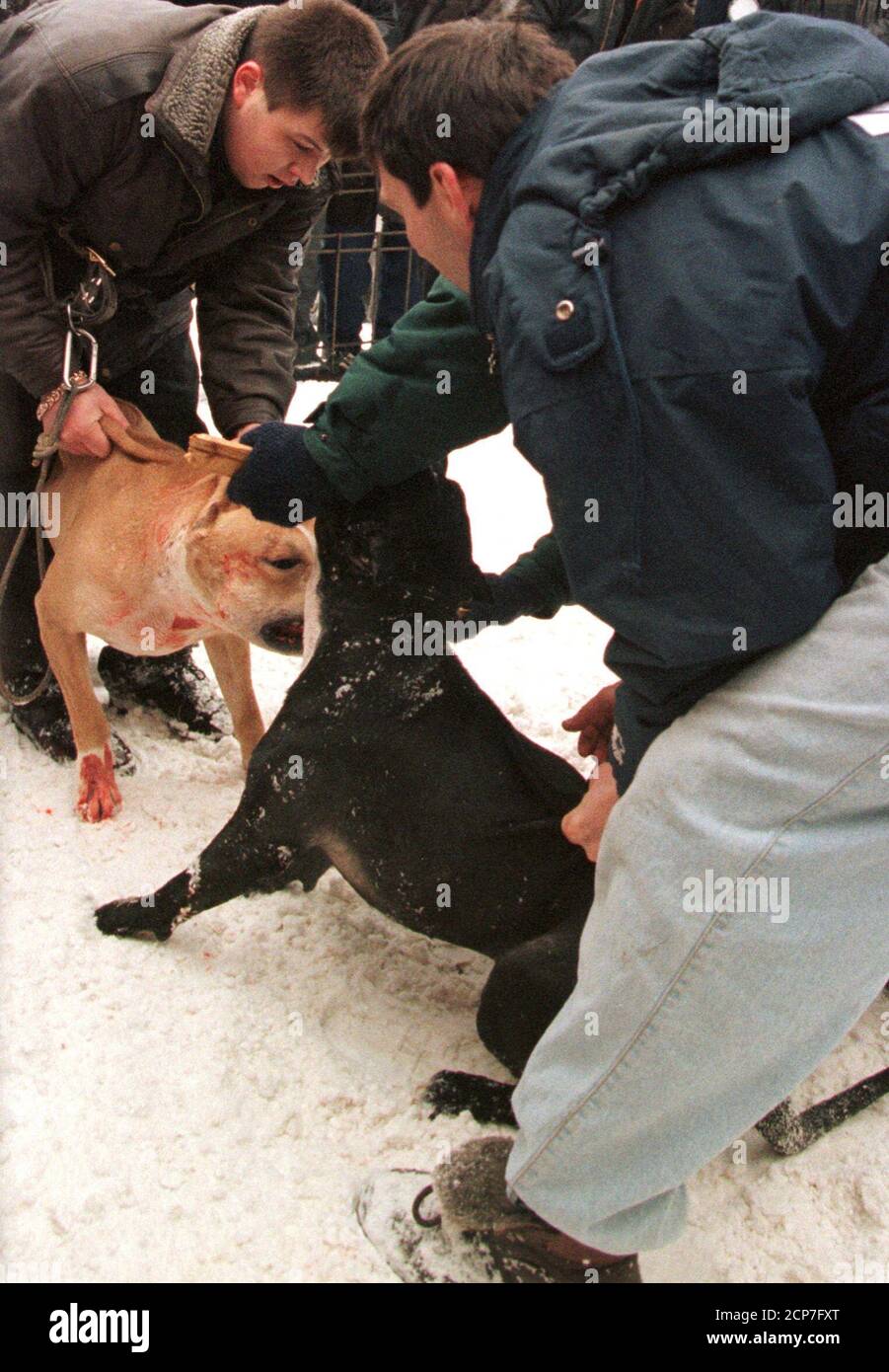Gli spettatori guardano una lotta cane con scommesse in contanti a Mosca, 19 febbraio 1997. La Russia post-sovietica importò la maggior parte dei suoi tori di buca dagli Stati Uniti. A due o tre anni fa, tuttavia, l'importazione di tori di buca ha visto un calo di numero come i proprietari russi hanno portato la propria generazione di cani. Circa 15 vivai pubblicizzano cuccioli sulle pagine di riviste con cani di buona qualità a partire da 5,000 dollari, passando a 8,000 dollari a 15,000 dollari per una migliore classe di cani. REUTERS/Alexander Natruskin Foto Stock