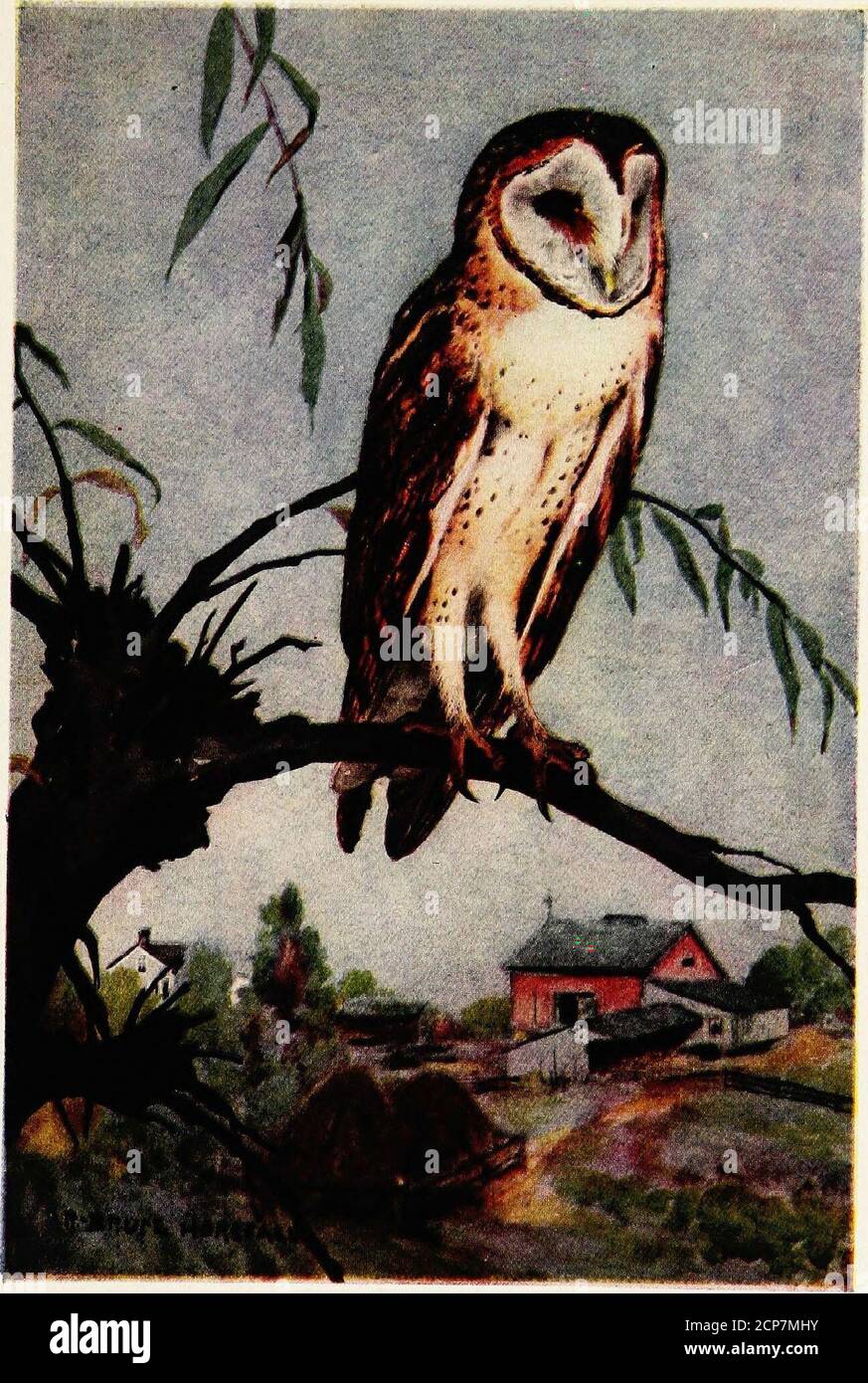 Uccelli Da Gioco Storie Di Vita Di Centosettanta Uccelli Di Preda Uccelli Di Selvaggina E Uccelli D Acqua S Diventano Ugualmente Cari Ad Esso Fino A Che Hanno Riparato Una Covata Una