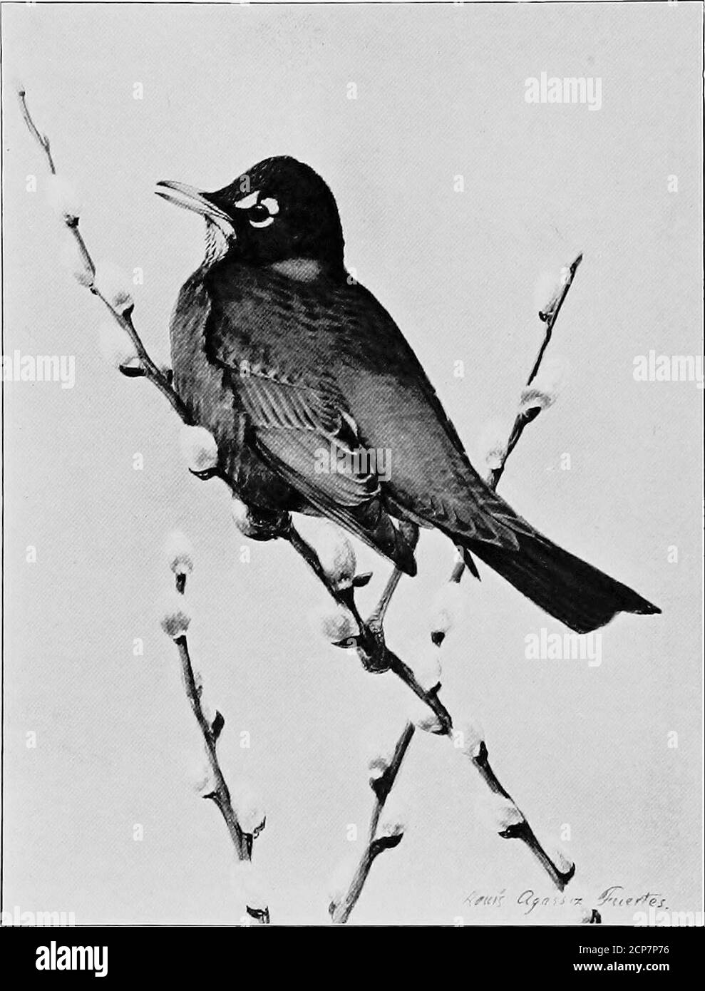 Gray Lady e gli uccelli; storie dell'anno dell'uccello per la casa e la  scuola . si può cantare così coraggioso una canzone.si fa l'orgoglio degli  sguardi appearA cosa vana e sciocco