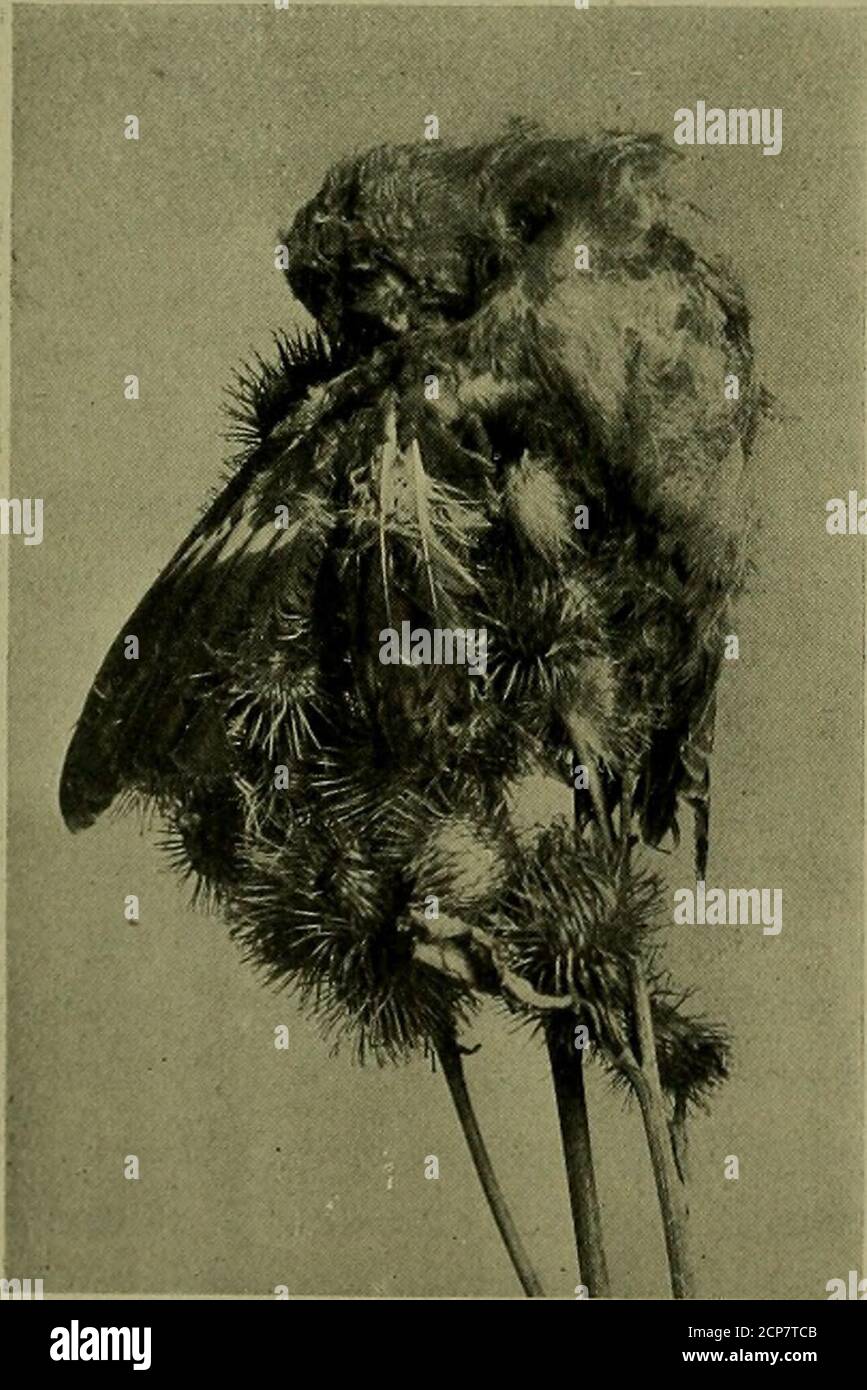 . L'uccello lore . gagetheir quarti la caduta prima e li occupa nelle notti invernali. O. W. impigliato nel Burdock i versi seguenti, di uno dei poeti più conosciuti delle Americhe, furono ispirati dalla fotografia di un Goldfinch che perse la sua vita diventando impigliato in un burdock, apparso in Bird-Lore per dicembre 1906. Come mai tu, o mia Madre, a cui apparteniamo tutti, tradisci il nostro fratellino che aveva le ali e il canto? Per Nature sé lo tradì, e fece con cibo entice; e nessuno ci fu per aiutare himTo a scivolare il vizio spinoso. Il canarino selvaggio d'oro - il figlio di luce e di aria - Blithe- Foto Stock