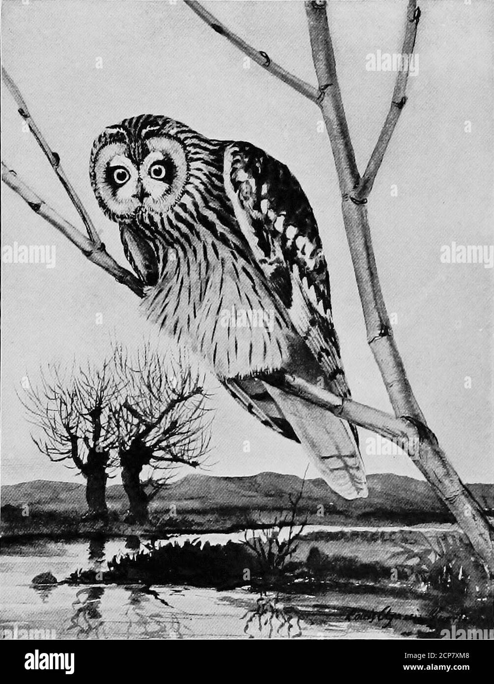. Gray Lady e gli uccelli; storie dell'anno degli uccelli per la casa e la scuola . cts. Negli stati meridionali si distrusse un gran numero di ratti di cotone, un fatto che dovrebbe essere apprezzato da ogni piantatore. Così vedete, bambini, che quei coltivatori che vivono con la gamma della civetta del granaio non solo possono lasciarlo accoccolato sicuro sotto i loro tetti, ma danno i topi del granaio nella relativa conservazione, perché farà più buon e meno danno che il gatto usualprowling. Il gufo dalle orecchie corte è diverso dai suoi fratelli in questo nido, fiancheggiato da poche piume o erba, è in una bufera nel terreno o in un mazzo di erbacce alte o erbe. H Foto Stock