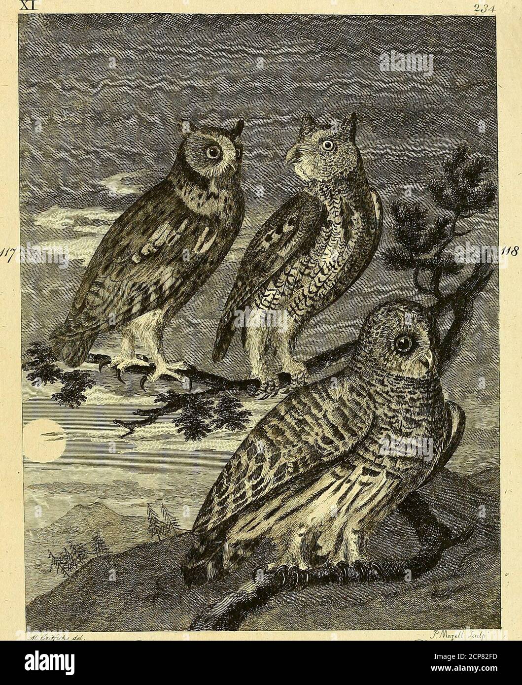 . Zoologia artica .. . ns Bay e New^ Tark. Prede su Hares, grous, topi, &c... 1»3. Hawk. Little Hawk Owl, Ednxj. 62.-Latham, i. z, N 29; 14-3, N° 30-; 147, N 36; 148, N ■^■j.-Phil. Trasf. IXi. 385.le Chat-huant de Canada, BriJJhn, i. 518.-De Buffon, . 391.Chouette a longue queae de Sibirie, Pi.ENl, 463.-Lev. Mus. Con iride gialle: Testa finemente imbottita con ducato e purebianco : dorso marrone, con pochi grandi vasi bianchi : primariesof un marrone profondo, regolarmente infossato con bianco su ogni velo: Parte superiore della zappa bianca; parte inferiore e ventre sbarrate- con marrone:coda molto lunga, e cuneiforme Foto Stock