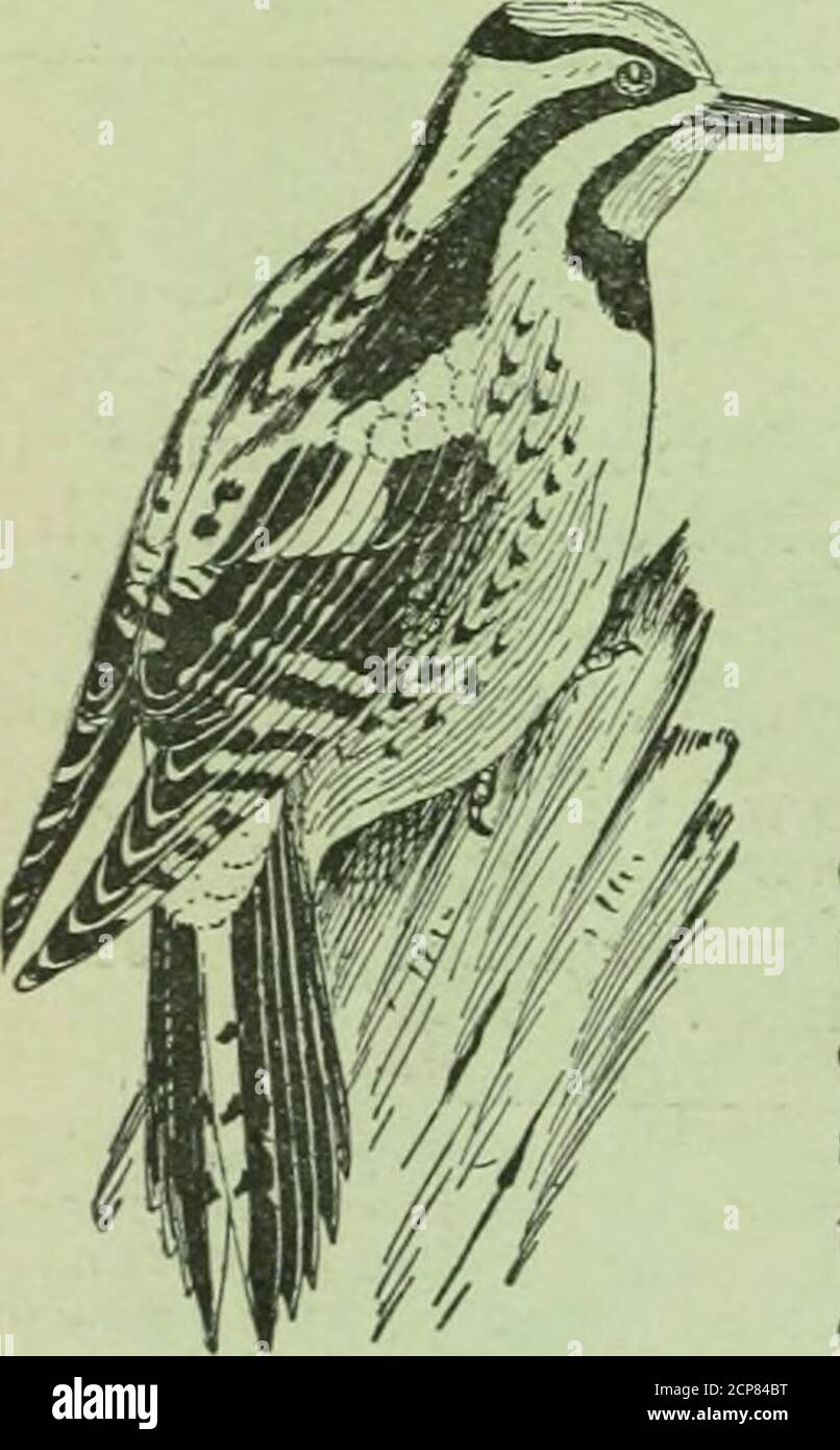 ornitologia americana, per la casa e la scuola. gs di C. A. Reed 6.50 il  vetro ed entrambi i libri 8.00 COLORE KEV T o §u Uccelli nordamericani  ffi.M di FRANK