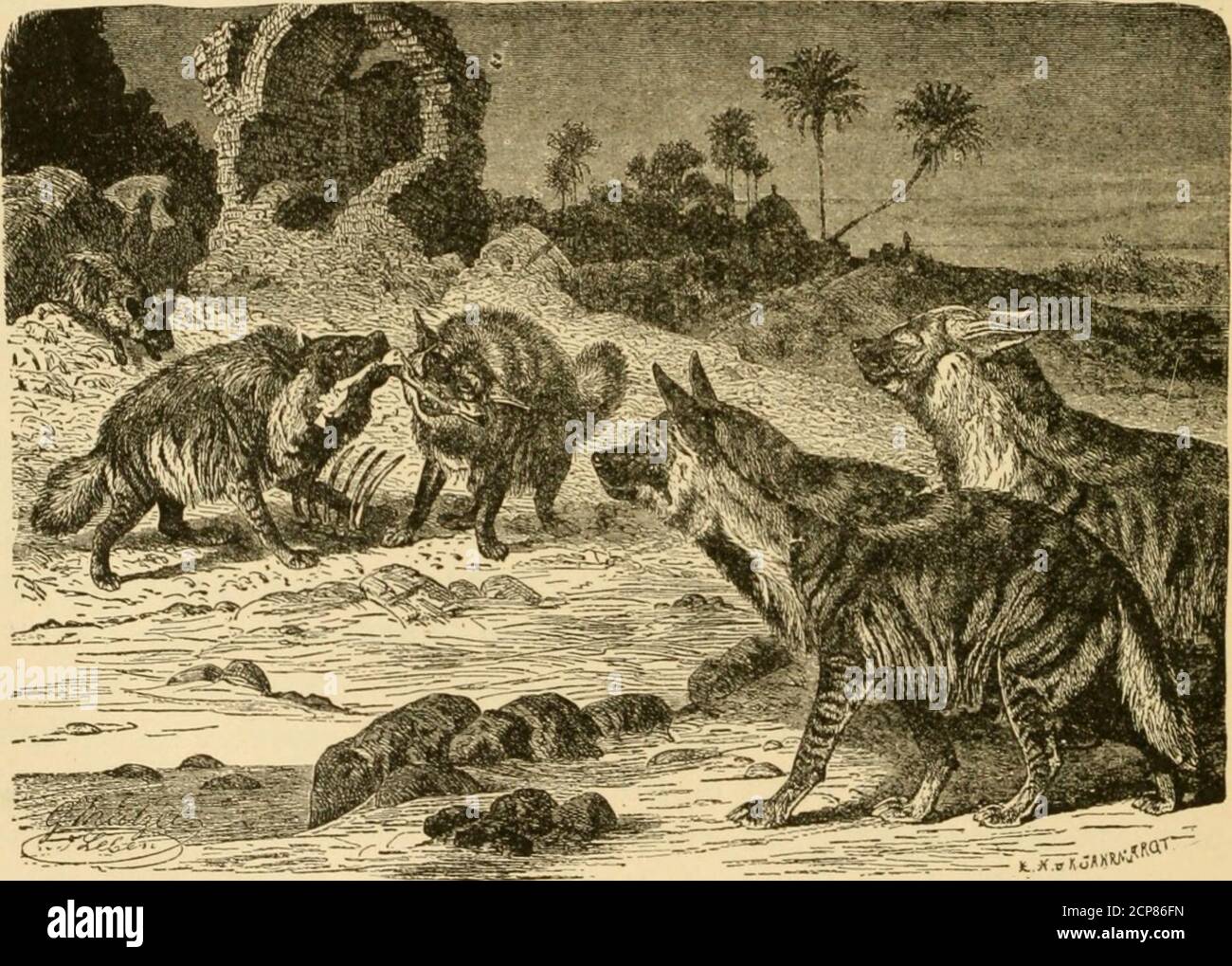 . Il viaggio africano di Roosevelt; la storia della sua vita, il viaggio da New York a Mombasa, e il percorso attraverso il cuore dell'Africa, tra cui il grande gioco e altri animali feroci, strani popoli e paesi trovati nel corso dei suoi viaggi. Od, e poi tranquillamente segue il suo leader. Il leopardo di caccia. Una rara specie di leopardo è il leopardo di caccia. La dimensione di entrambi i sessi è circa quella di un levriero, con un corpo snello e gambe lunghe. Il ventre e gli INS ides delle thelegs sono bianchi, il resto giallo pallido, punteggiato da piccoli punti neri rotondi, più grandi sulla parte posteriore e all'esterno delle cosce. Th Foto Stock