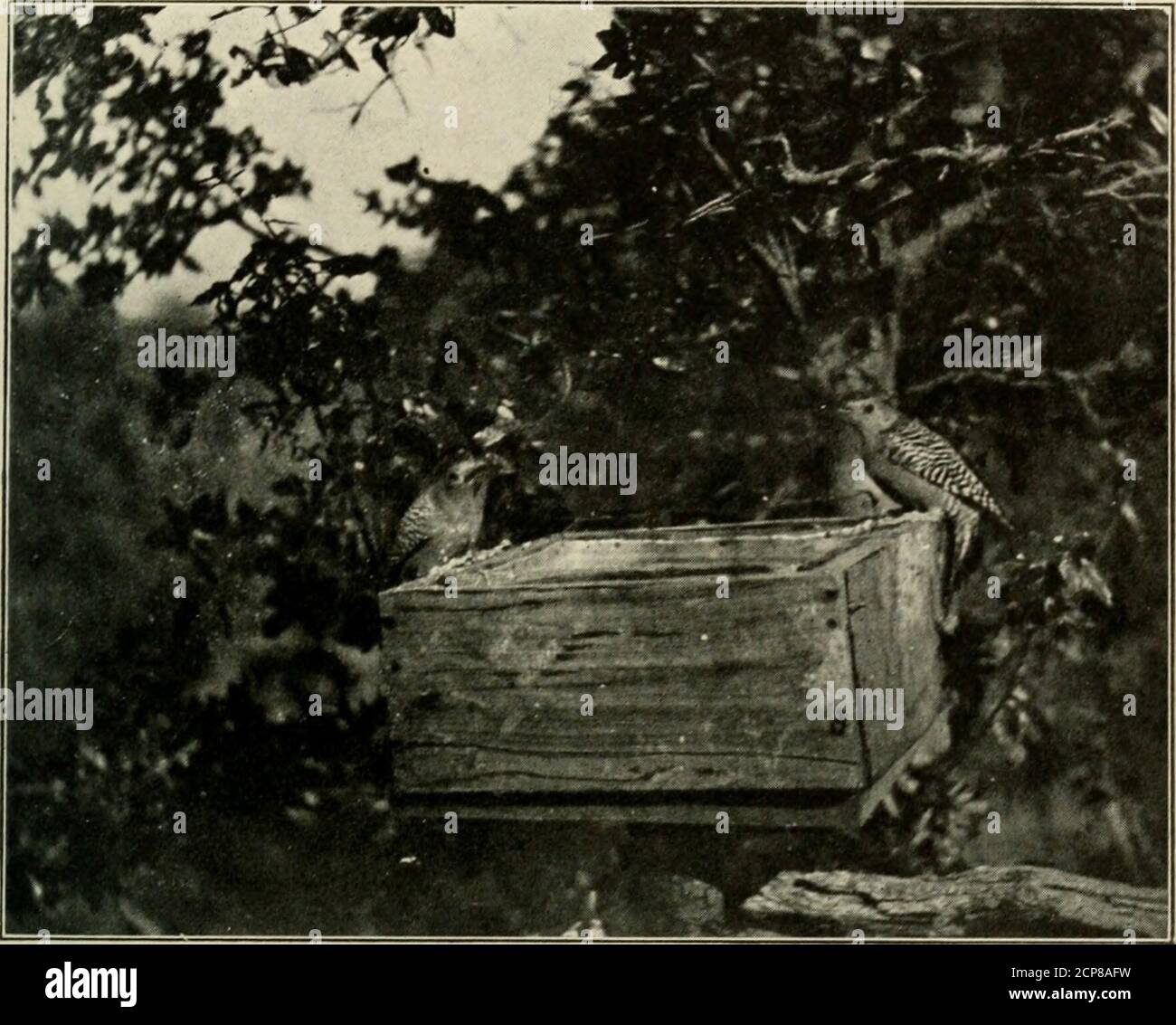 . Ornitologia americana, per la casa e la scuola . o selvaggio che non si poteva facilmente cattura di nuovo, l'oscurità sarebbe presto stabilito e l'uccello wouldgo a dormire, in modo che poi saremmo in grado di catturarlo. Non è venuto fuori quando abbiamo aperto la porta, quindi abbiamo l'aspetto olio la lop di Hiecage. È uscito allora, capanna la cosa povera era così debole che non poteva volare meglio di un giovane uccello che impara ad usare le sue ali. Invece di essere impaurito, ci ha volato e ha cercato di aggrapparsi ai nostri abiti. Quando lo abbiamo preso e heldit al collo ci avrebbe coccolato addormentato contro di noi. Abbiamo provato un feu limes per volarlo Foto Stock