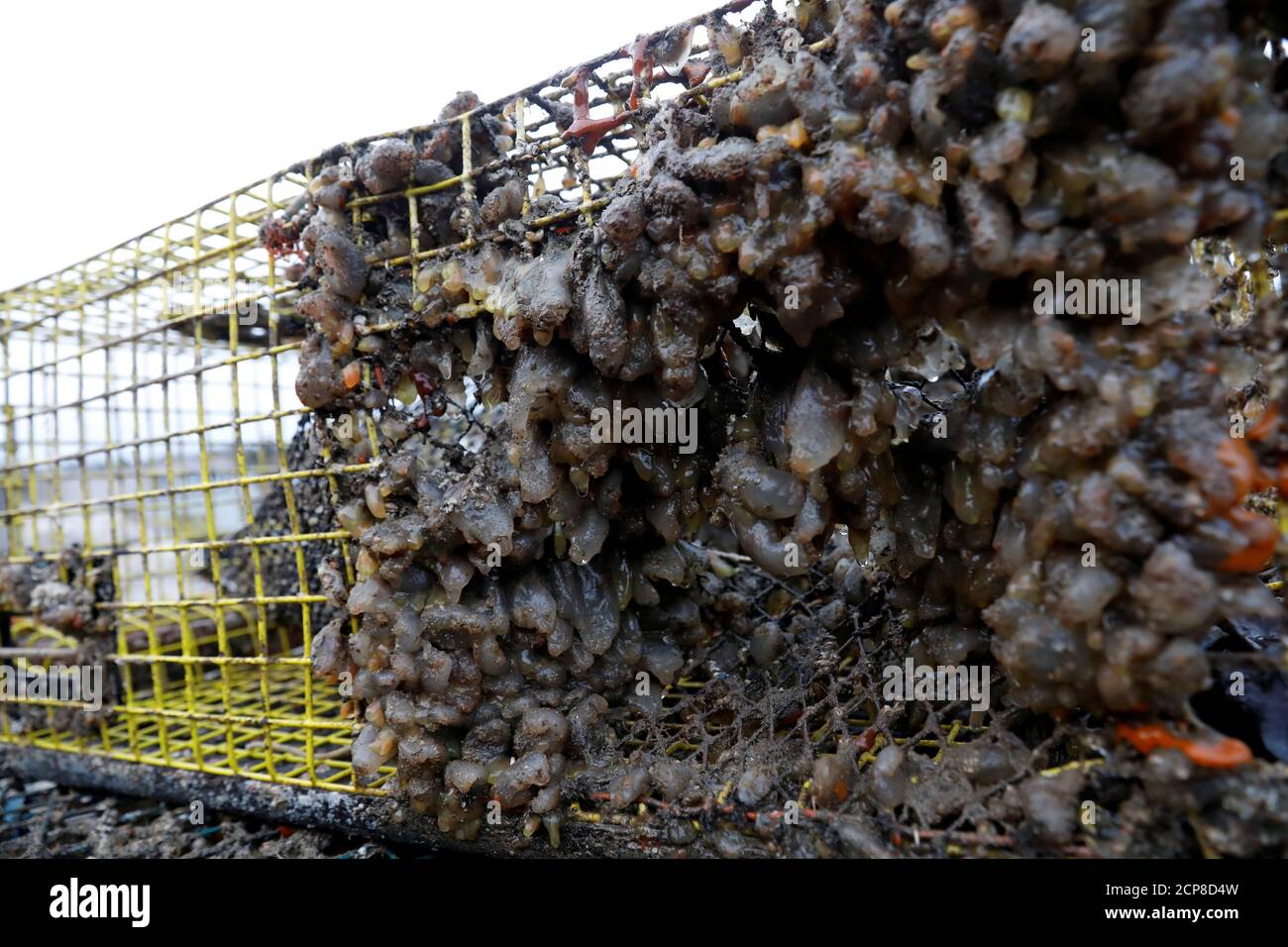 Sea Squirts, un invasivo invertebrato marino, aggrapparsi alle trappole di aragosta a Stonington, Maine, Stati Uniti, 14 novembre 2017. Foto scattata il 14 novembre 2017. Per abbinare Special Report OCEANS-TIDE/LOBSTER REUTERS/Shannon Stapleton Foto Stock