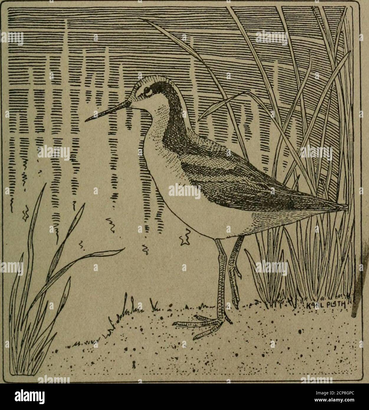 . Il bollettino di Wilson . L! ho umm. VOL. XXXII 1920 1 MARZO 110 ORGANO UFFICIALE DEL CLUB ORNITOLOGICO WILSON e DEGLI ORNITOLOGI DEL NEBRASKA UNIONAffiliato con l'Associazione americana per l'avanzamento della Scienza No. •M tot« s   QUESTO PERIODICO È INVIATO IN CAMBIO PUBBLICAZIONI FOB TOTM DA OBERLTN COLLEGE UBRARY OBERLIN. OHIO. U. ^. A, Excbanges dovrebbe essere indirizzato come sopra / CONTENUTI The Raptores op Nelson County , Kentucky da ben J. Blincoe 1-4 Note su uccelli della contea di Wakulla, Florida da John Williams 5-11 Bluebird Migrations, 1917 da Howard Clark Brown 12-17 A Synopsis op the genere Foto Stock