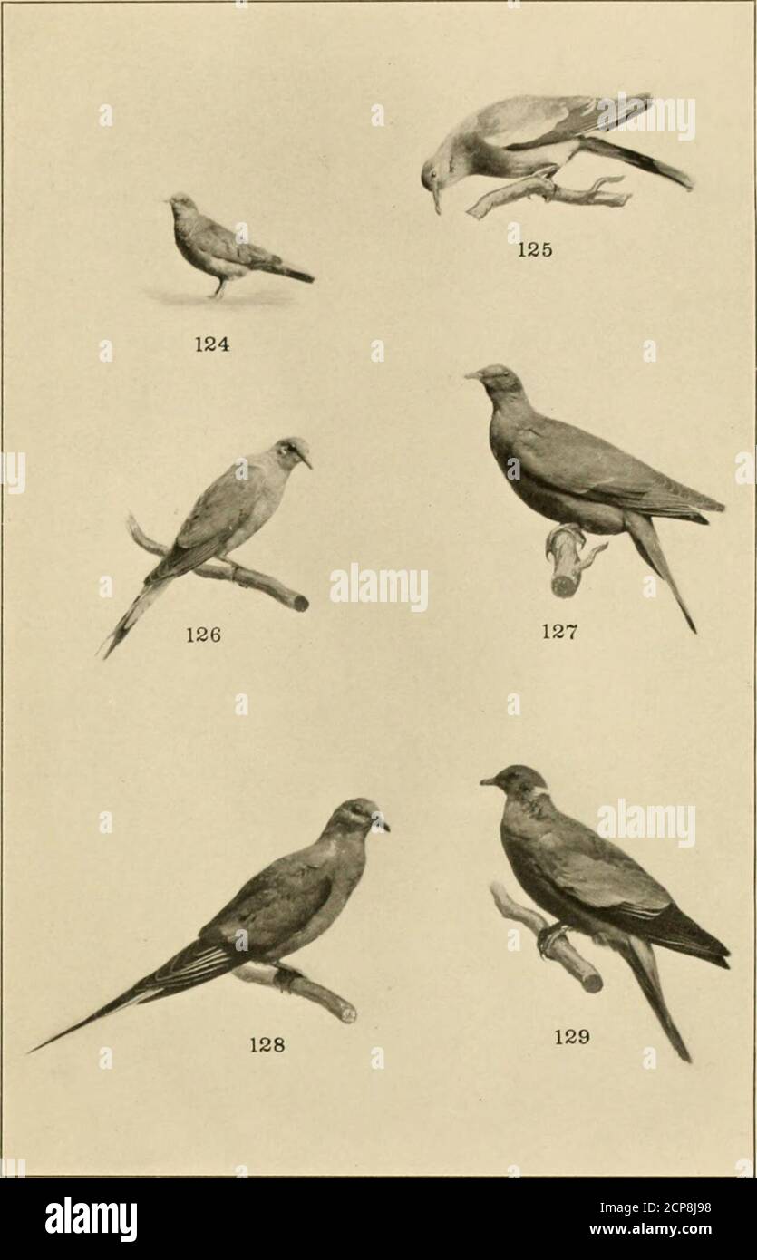 . Il nostro gioco di piume; un manuale degli uccelli del gioco nordamericano . ROTAIE i8. Guida nera. 120. Sora. 122. Guida a clapper. 119. Guida-gialla.121. Virginia-rail.123. Corrimano. IT.ATI-: X.WIII. PICCIONI E COLOMBE. 124. Oround-duve.126. Mourniiik dove.128. Piccione passeggero. 125. Pigeon a coda di ludro.129. Pigeon a coda di ludro.J27. Pigeon a coda di ludro. PIASTRA XXIX Foto Stock
