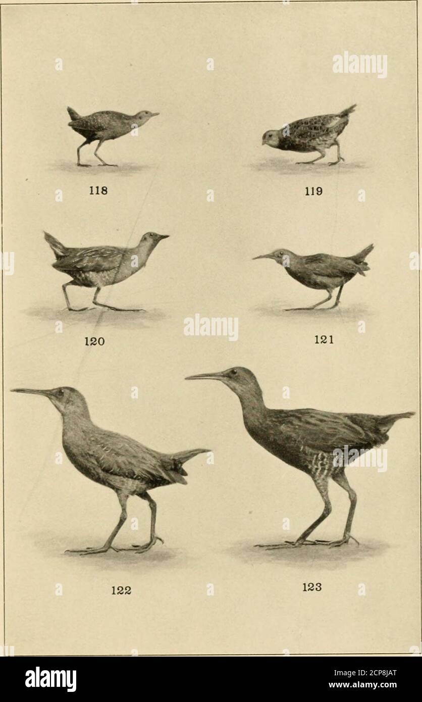 . Il nostro gioco di piume; un manuale degli uccelli del gioco nordamericano . CRAXK.117. Gru a scappamento. PIASTRA XXVII. ROTAIE i8. Guida nera. 120. Sora. 122. Guida a clapper. 119. Guida-gialla.121. Virginia-rail.123. Corrimano. IT.ATI-: X.WIII Foto Stock