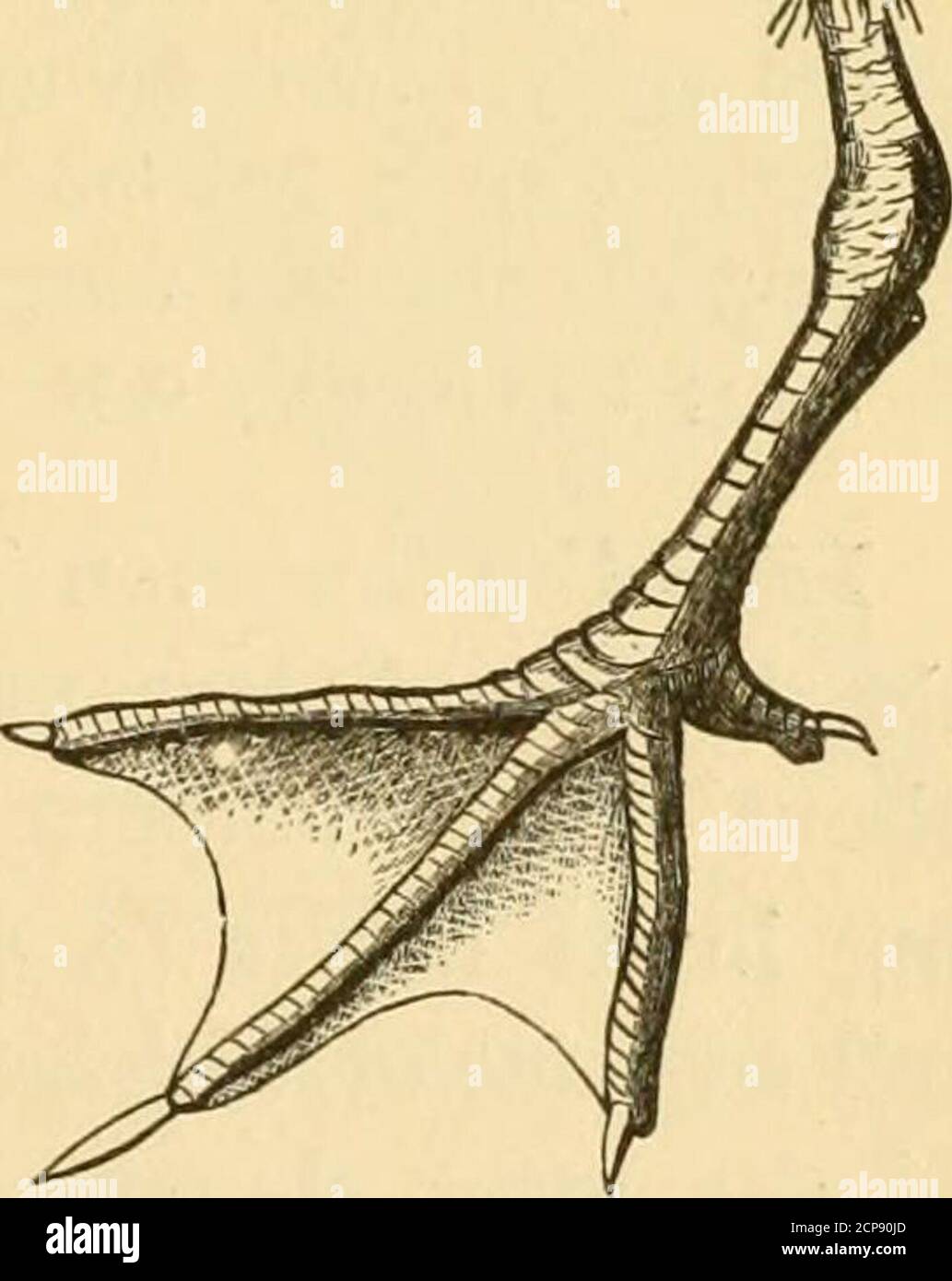 . New England bird life: Essere un manuale di ornitologia del New England; . uished fromhirundo alla gamma dei colpi di arma da fuoco ; il cappello nero è quasi desideroso, e al suo posto è una banda larga nera su ogni lato della testa attraverso l'occhio ; parecchie coda-piume laterali sono largelydusky sulle loro nebbie interne, le loro nebbie esterne essendo bianche. Benchè uno dei Terns comuni e generalmente distribuedTerns del Nord America, per-sters è raro in New England, dove non è conosciuto per breed.IT è parlato comunemente come onlya casuale o ospite irregolare; inoltre non c'è stagione di migrationpasses senza la presenza del bi Foto Stock