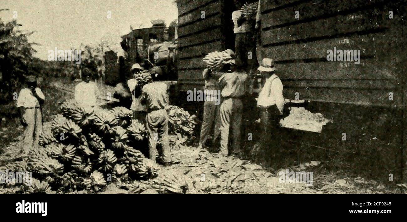 Carico di banane su un treno in Costa Rica, circa 1917 Foto Stock