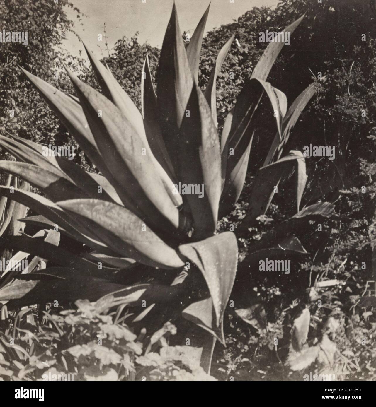 Una pianta di secolo, Cartago, Costa Rica, circa 1910 Foto Stock