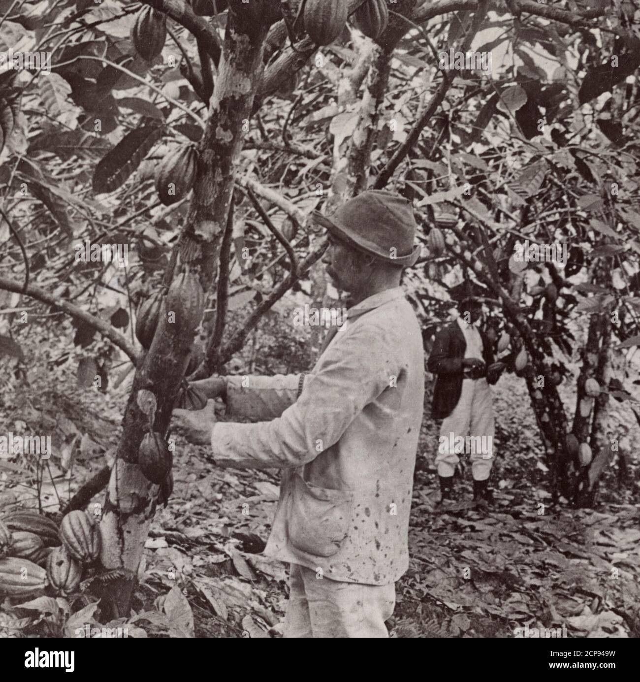 Raccolta di cialde di cacao - uno dei prodotti più preziosi della Costa Rica - vicino a Port Limon, circa 1904 Foto Stock