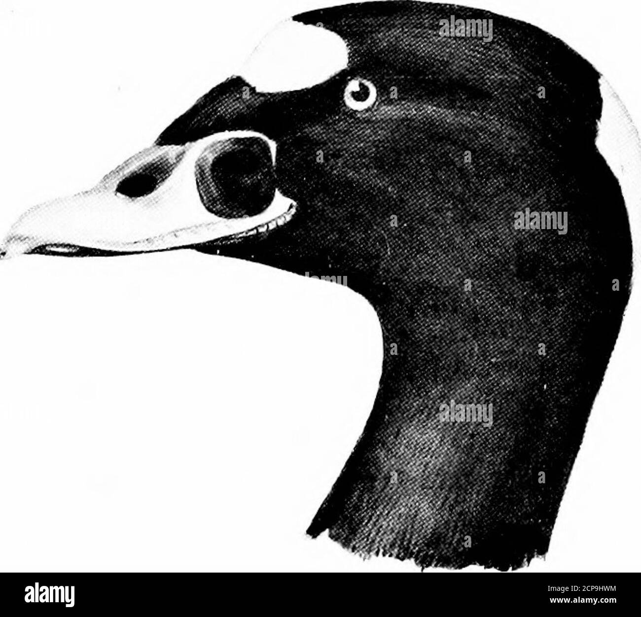 . Caccia e pesca in Florida, compresa una chiave per gli uccelli acquatici noti per verificarsi nello stato . (Maschio.) (Femmina.) OIDEfllA DEGLANDI Bonap. Bianco = Scoter alato. Bianco=piede alato. Adulti 7/iale: Piumaggio generale nero; arancio mandibolare superiore, nerastro alla base; un vaso bianco sotto l'occhio e un ampio lembo di bianco sull'ala; piume sulla fattura a meno di mezzo pollice dalla narice. Femmina adulta : è bruno grigiastro, che mostra un lavaggio di bianco grigiastro alla base della fattura e dietro le orecchie; lo specolo è bianco, che è un carattere distintivo di questa specie.lunghezza, 2 ; ala, 11.15 Foto Stock