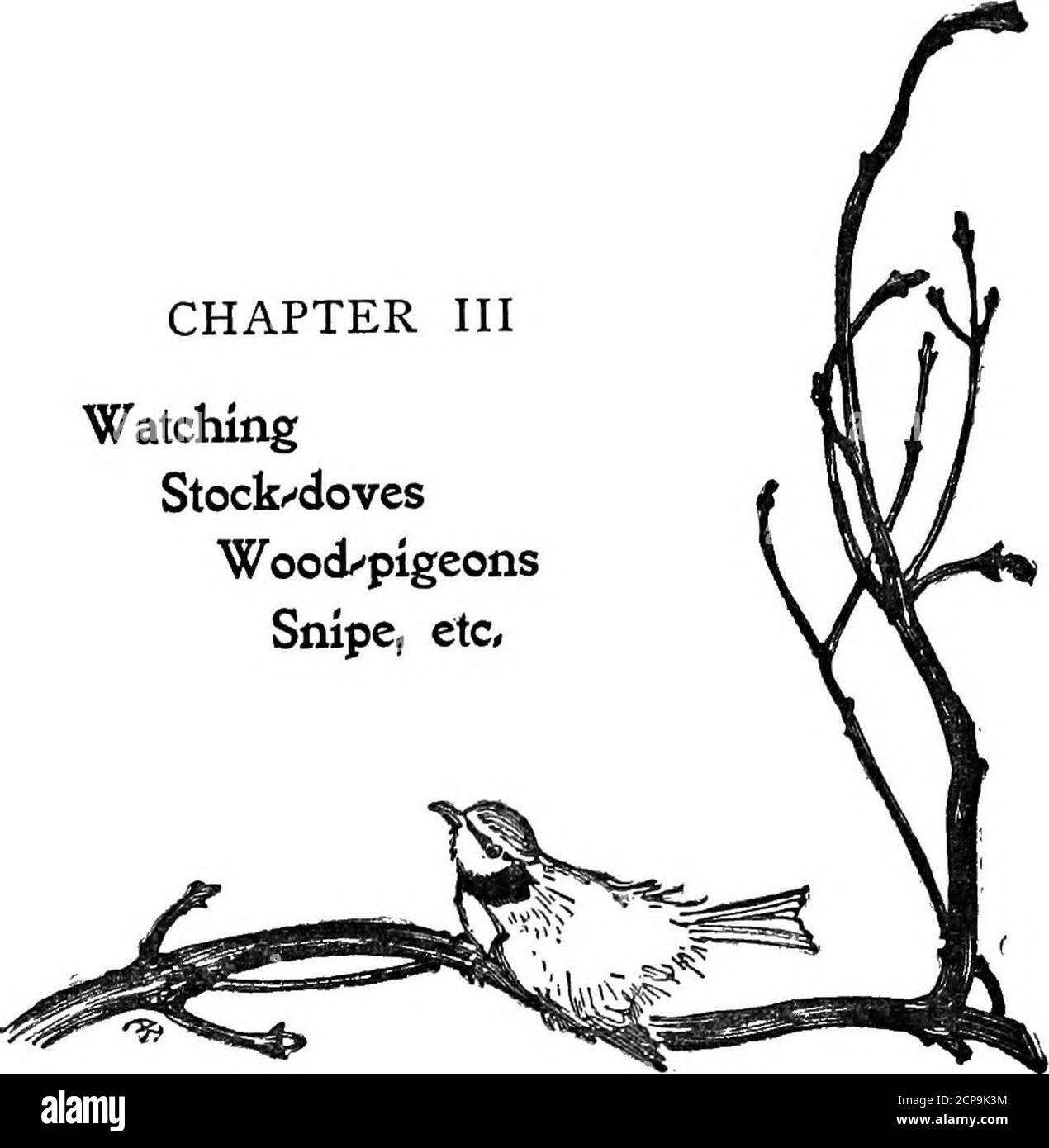 . Bird watching . WatchingStock/dovesWood^PigeonsSnipe, ecc. HO alluso ai combattimenti aerei della colomba durante la stagione nuziale come elucidanti movimenti simili da parte del cucito, anche se non sono in grado di soddisfare pienamente me stesso quanto al significato di questi in quest'ultimo uccello. Il combattimento degli uccelli nell'ala ha talvolta - almeno ai miei occhi - un aspetto molto morbido e delicato, che non assomiglia così tanto alla lotta come lo sport e la disalleanza tra i thesex. Le larks, per esempio, hanno che cosa sembra, al più theworst, essere delicati little-mock-combats nell'aria,portata avanti in un senso che Foto Stock