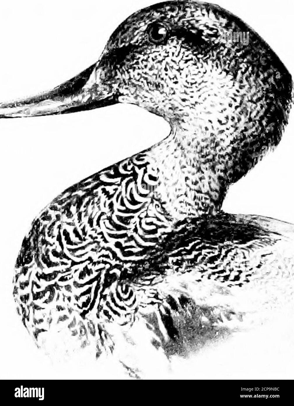 . Caccia e pesca in Florida, compresa una chiave per gli uccelli acquatici noti per verificarsi nello stato . arancione ; sotto l'oliva mandibola giallastra, crepato alla punta; gambe e dita dei piedi palearancio con la rete rossa ; iride marrone. Donna adulta . Gambe e dita dei piedi sfumate di rosso indiano; nebbie di colore bruno e polpa chiodate; olive giallastre che presentano una striscia bruna al centro e l'unghia e un punto alla base nera; sotto mandibola di giallo arancio chiaro. Aspetto generale dell'anatra Nera del Nord e più chiaro di colore e con le guance della gola quasi senza striature e di colore pallido. Lunghezza Foto Stock