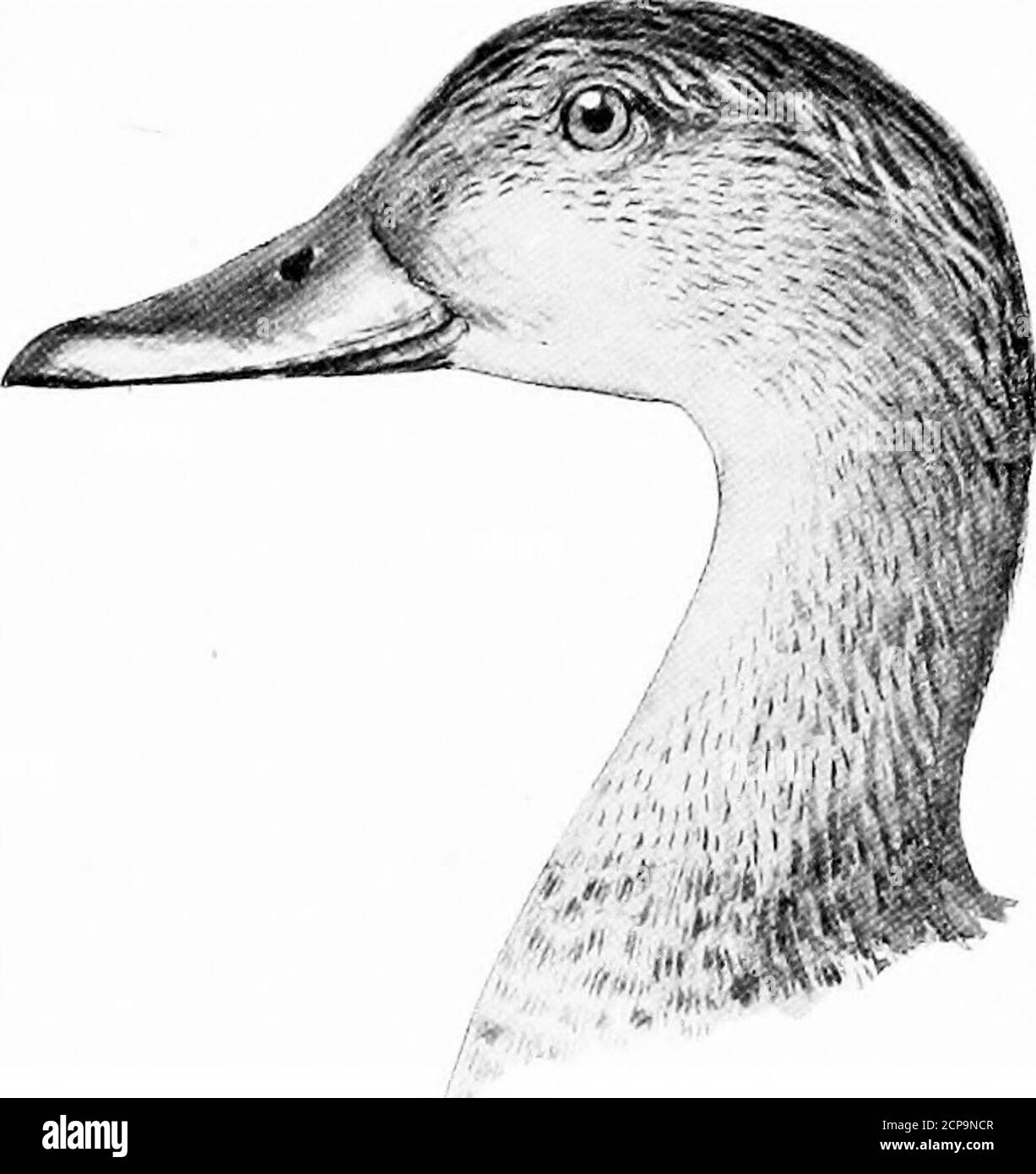 . Caccia e pesca in Florida, compresa una chiave per gli uccelli acquatici noti per verificarsi nello stato . CHIAVE PER GLI UCCELLI ACQUATICI DELLA FLORIDA. 217. ANAS FULVIQLA Ridgway.Florida anatra nera. Anatra fusky della Florida. Maschio adulto; olive giallastre superiore mandibola, unghia e macchia alla base di nero mandibola; alcune volte mescolate con arancio opaco; sotto oliva giallastro mandibola, crepato alla punta; gambe e dita dei piedi palearancio con le vele rosse; iride marrone. Donna adulta . Gambe e dita dei piedi sfumate di rosso indiano; nebbie di colore bruno e polpa chiodate; olive giallastre in grado di presentare una striscia bruna al centro e il chiodo e una Foto Stock