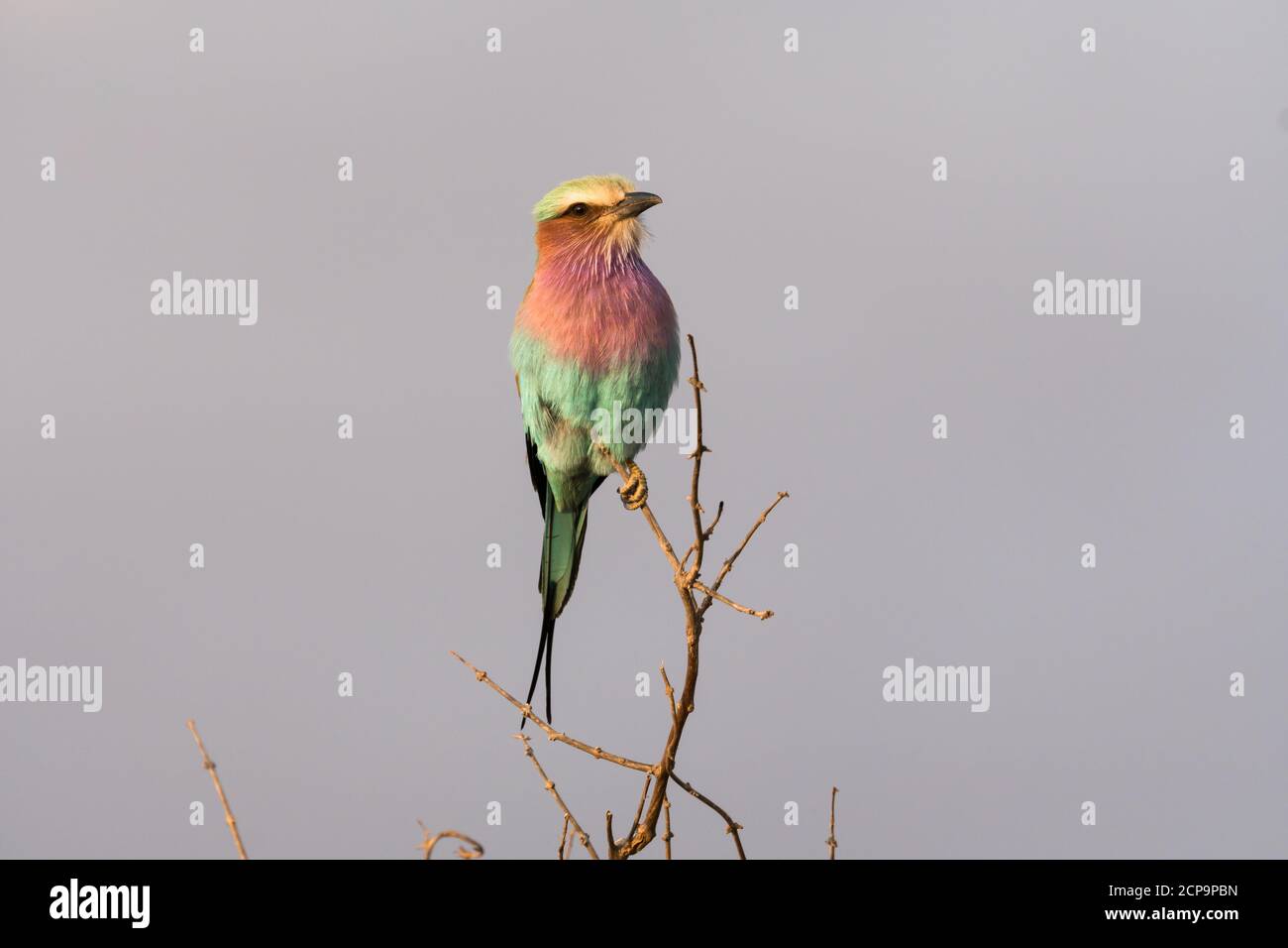 Rullo tostato lilla (Coracias caudatus) uccello selvatico al tramonto arroccato su un ramo nel parco nazionale di Kruger, Sudafrica Foto Stock