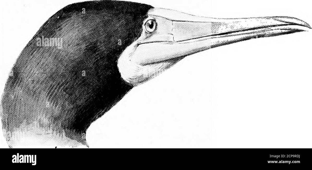 . Caccia e pesca in Florida, compresa una chiave per gli uccelli acquatici noti per verificarsi nello stato . ping attraverso l'occhio; alcune coperture e alberi di coda delle piume nere; coda allungata in due piume molto lunghe che sono brillantemente arrossate ; tarso bluastro ; iris nero ; rete e punte nere. Lunghezza, comprese le piume di coda, 31.50; Ala, 11 ; Tail, 21 ; Tarsus, .90; Bill, 2. L'uccello tropicale giallo-fatturato è di rara ricorrenza sulle nostre coste, ma iscommon nelle isole Bahama, ed è stato registrato dalla Florida. Chiave per gli uccelli acquatici della florida.Famiglia SULID^. Gannets. 205 genere SULA B. Foto Stock