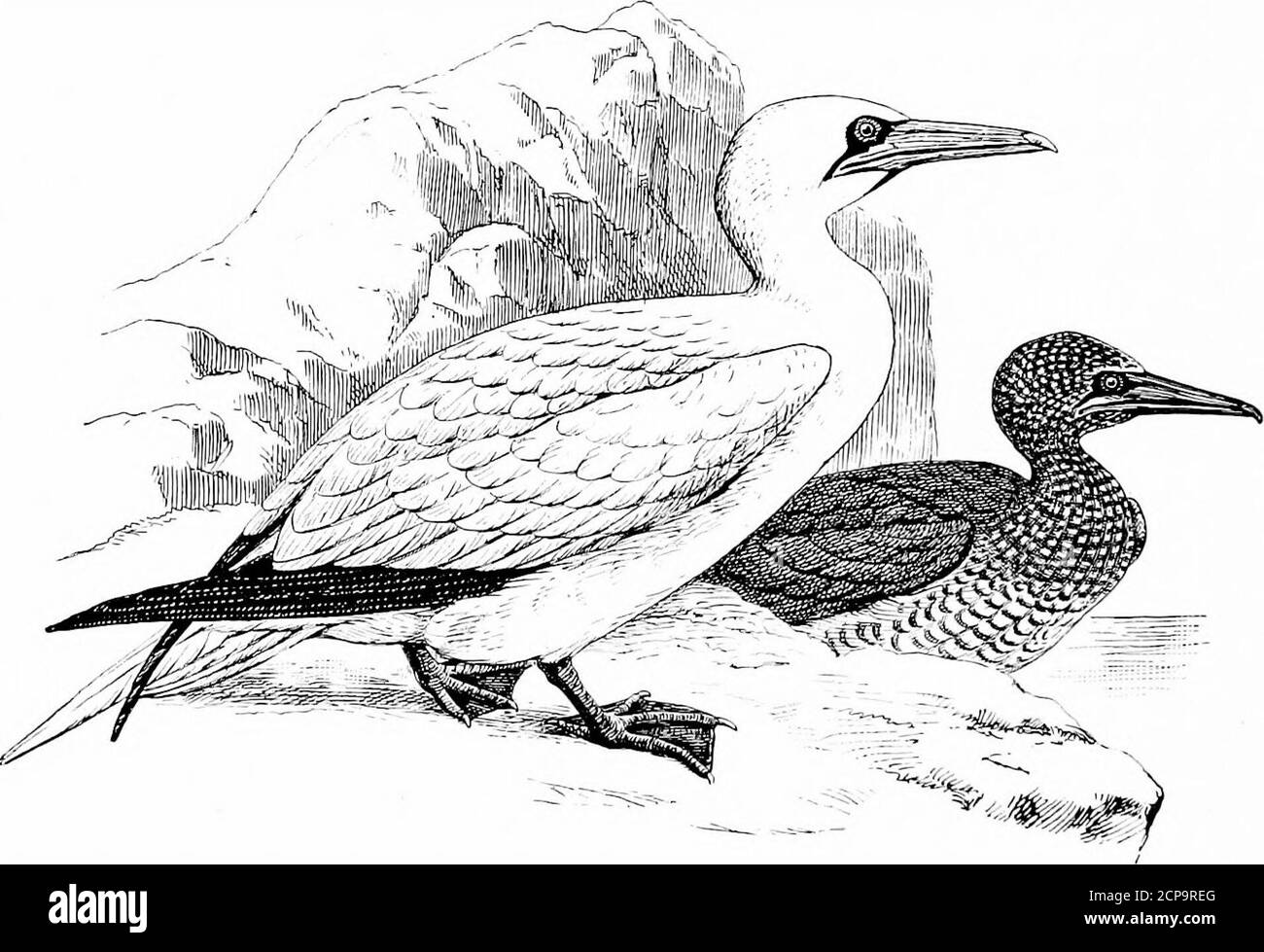 . Caccia e pesca in Florida, compresa una chiave per gli uccelli acquatici noti per verificarsi nello stato . r sac giallo pallido ; verdolino superiore mandibola; piedi giallo pallido giallowishgreen; iris giallo. Lunghezza, 27; ala, IS-SO; coda, 8; Tarso, 1.60; Bill, 4. Si afferma di essere stato preso in Florida, dove è probabilmente fortual.IT non è raro nelle Isole Bahama, dove si alleva. 2O6 CHIAVE PER GLI UCCELLI ACQUATICI DELLA FLORIDA. SULA PISCINE {Linn:).Red=Booby a piè di pagina. Adulto: Colore generale bianco, che mostra una sfumatura sulla testa e sul collo. Alberi delle piume di coda giallo pallido; remiges e la maggior parte delle coperture dell'ala SL Foto Stock