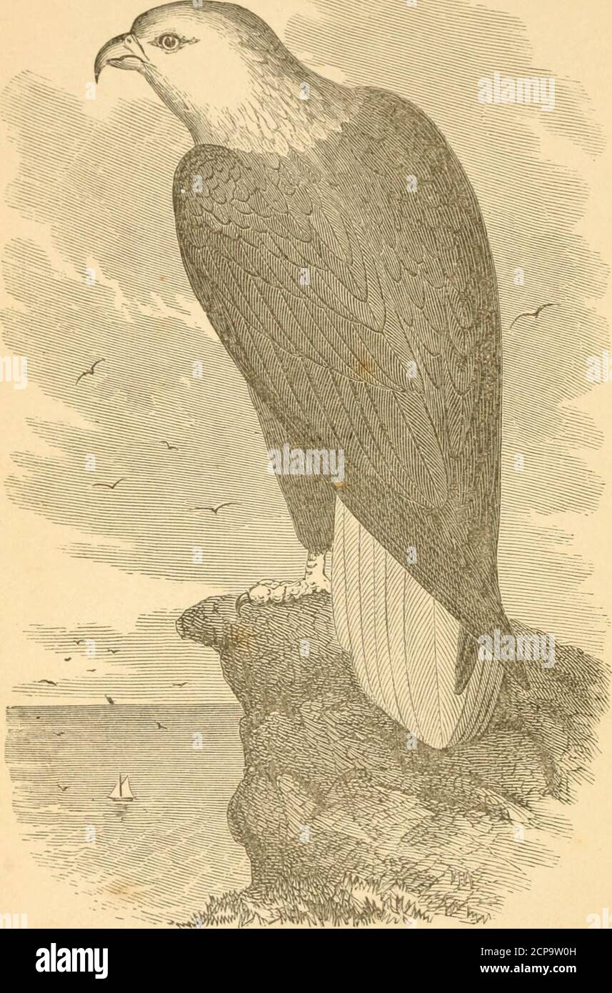 . I nostri uccelli : una storia naturale familiare degli uccelli degli Stati Uniti . 3 9088 00021 7794 BIBLIOTECHE DI ISTITUZIONI SMITHSONIAN. Aquila calva. (Frontespizio.) (II) I NOSTRI UCCELLI 7 UNA STORIA NATURALE FAMILIARE DEGLI UCCELLI DEGLI STATI UNITI. DI WILLIAM L. BAILY. REVISIONE E MODIFICA DI BYEDWARD D. COPE, TWBBKSPONDING SEGBETA.RT DELL'ACCADEMIA OT NATVBAL SOIEKOCSOUROWNBIRDSFAMIL00BAI Foto Stock