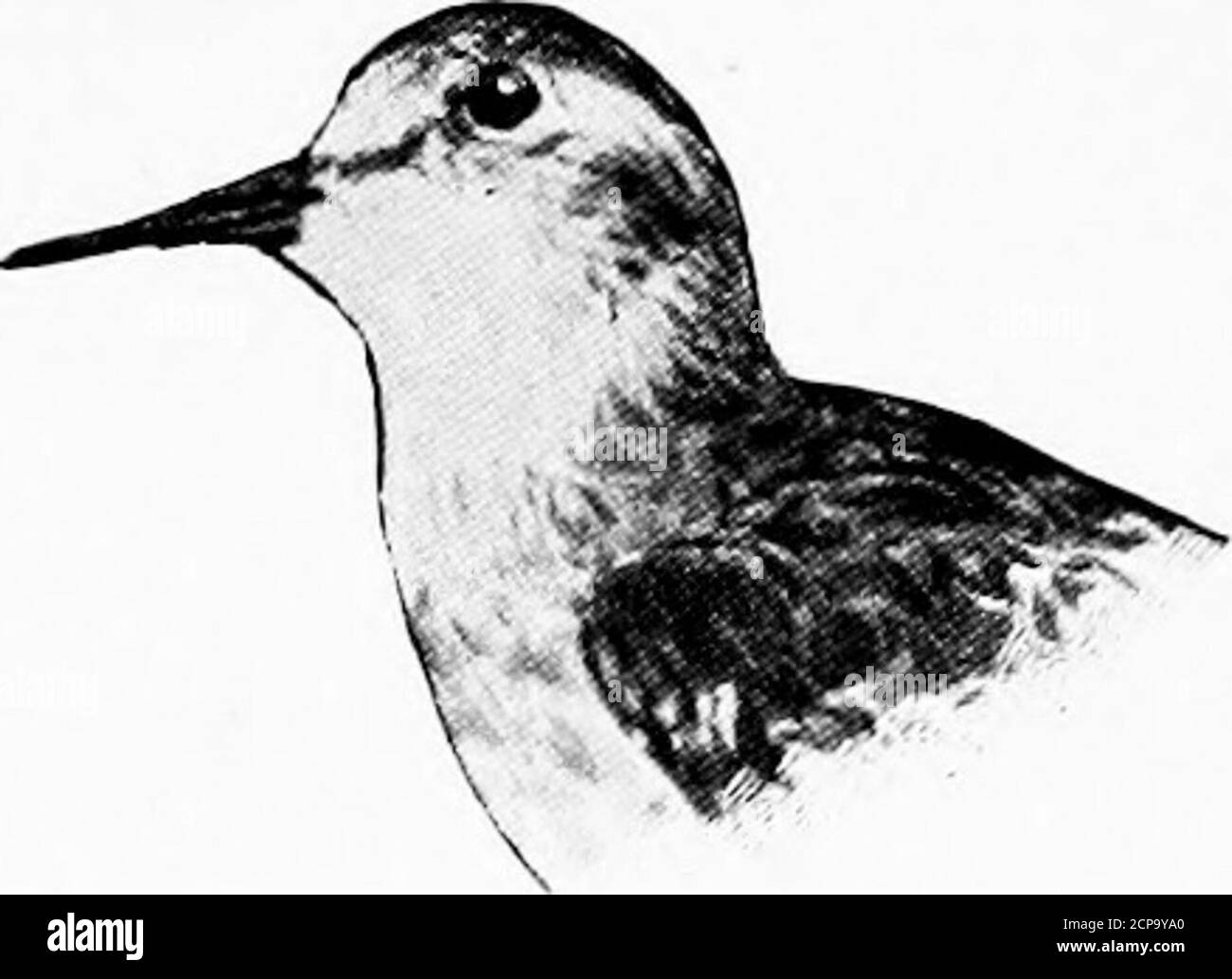 . Caccia e pesca in Florida, compresa una chiave per gli uccelli d'acqua noto per verificarsi nello stato. Fiocchi delle piume marrone. Lunghezza, 5.40; Ala, 3.80; Tarsus, .90; Bill, i.io.UNA piccola rete tra i piedi. Tringa maritima.Sandpiper viola. Vedere pagina 277 Totanus solitarius.solitary Sandpiper. Vedere pagina 284 Micropalama himantopus.Swilt Sandpiper. Vedere pagina 276 Tringa alpina pacifica.Red°backed Sandpiper.American Dunlin. Vedere pagina 279 Ereunetes occidentalis.Western Sandpiper. Vedere pagina 2S0 lunghezza sotto 10; ala sotto 6; fattura 1 o inferiore; dita quattro in numero. Lunghezza, 8; ala, 5.30; Tarsus, 1.10; fattura, Foto Stock