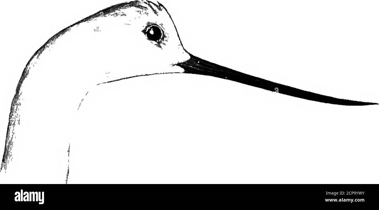 . Caccia e pesca in Florida, compresa una chiave per gli uccelli acquatici noti per verificarsi nello stato . Crymophilus fulicarius (sciocco). Crimophilus fulicarius. Lunghezza, 7.50; Ala, 4.40; Bill, .90; Tarsus, .85.parti superiori grigie; collo contrassegnato con rufous; sotto le parti bianche. Phalaropus lobatus.Northern Phalarope. Vedi pagina 270 RECURVIROSTRID^. Avoceti e palafitte.. Recurvirostra americana. Lunghezza, 17.50; Ala, 8.75; Tarsus, 3 70; Bill, 3.60.Bill curvato verso l'alto - molto sottile; middleback, rump e pancia bianco; gambe bluastro; testa e collo rufous in estate, grigio in inverno. Lunghezza, IS; Ala, 8.75; Tarsu Foto Stock