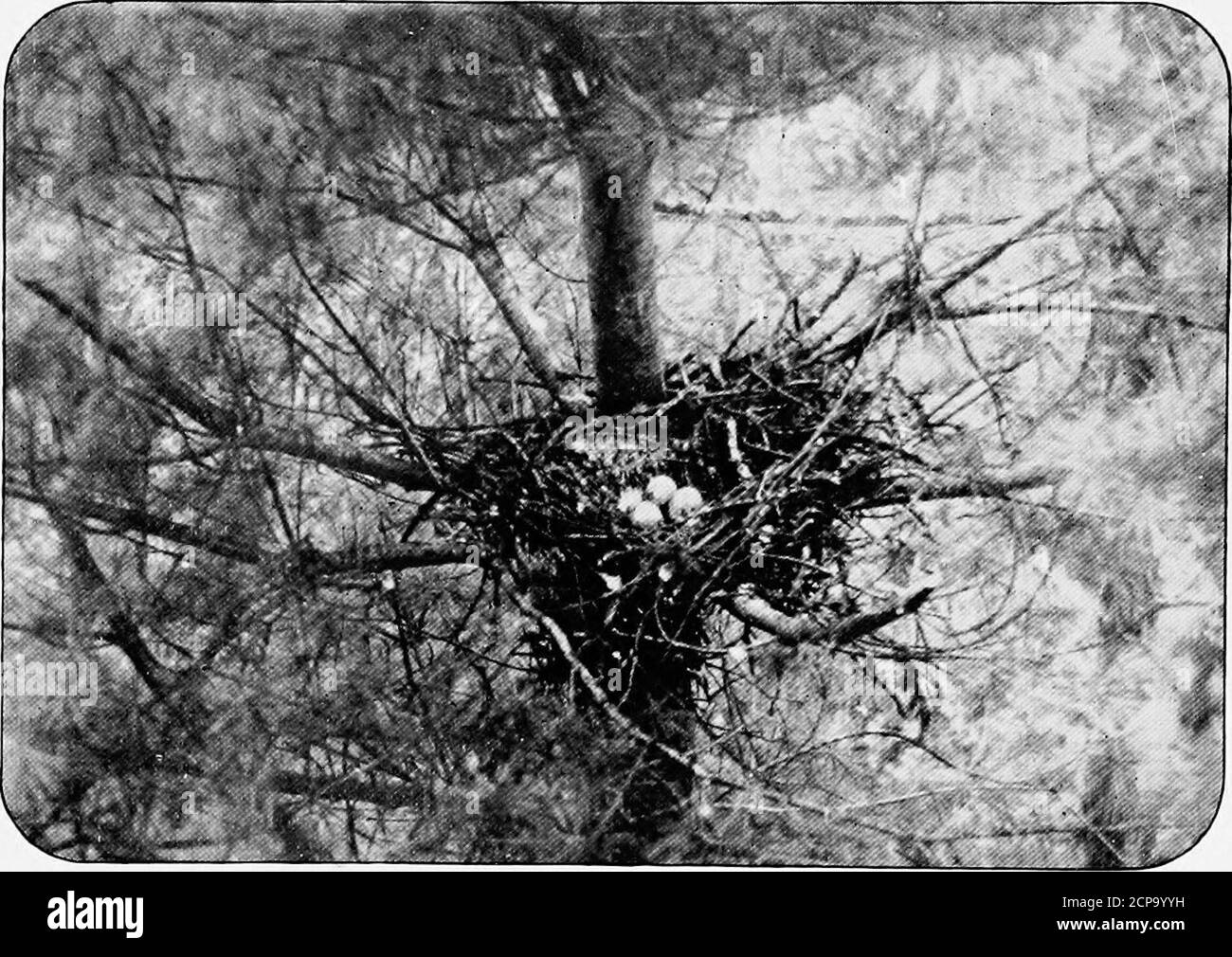 . Uccelli di New York . 5-9-5; tarsus 2.8-3; punta media 1.60; peso 2-3 libbre. Distribuzione. Il falco dalle spalle rosse abita nel Nord America orientale da Manitoba e Nova Scotia a sud verso Oklahoma e North Carolina, muovendosi leggermente verso sud in inverno fino alla Gulfcoast. A New York è un residente permanente nelle più calde porzionidello Stato e può essere trovato con parsimonia in inverno in tutta la parte centrale occidentale di New York. È comune durante le migrazioni in primavera e in autunno. 84 NEW YORK STATE MUSEUM specialmente durante marzo e ottobre, e razze comunemente in tutte le parti dello stato, tranne il Th Foto Stock