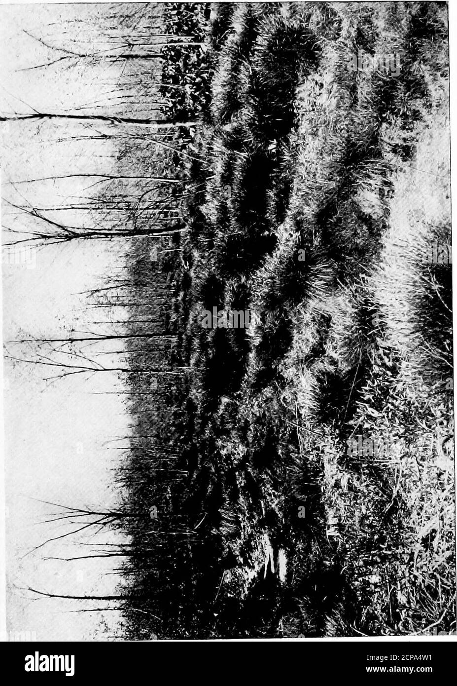 . Istantanee animali e come fatto. Corpo che a qualsiasi sistemazione reale del materiale. Qui, in questa casetta edile, l'uccello madre deposita quattro coloredeggs di bufo, macchiati di marrone o di lavanda; la posizione del nido e la colorazione dell'uccello e delle Eggsform un esempio perfetto di protezione della colora. Il cazzo, normalmente un uccello molto selvatico, può essere facilmente avvicinato durante il periodo di incubazione, o prima che i giovani possano volare. Ciò può essere accountedfor nel woodcock ed in altri animali pure, dall'amore della madre, così forte in quasi tutti them.even prima delle uova a. Foto Stock