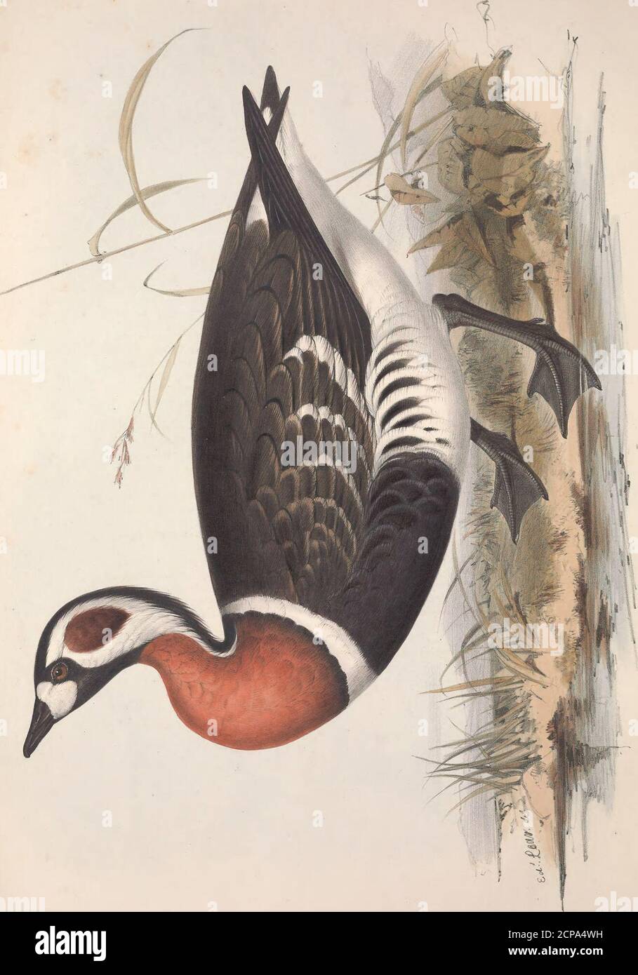 . Gli uccelli d'Europa . rrect informazioni sulla descrizione degli itsegg, o le sue peculiari abitudini di nidificazione, in cui, tuttavia, si concepisce che sia d'accordo con il resto degli itscongener. I sessi offrono così poca differenza nella colorazione del loro piumaggio che una descrizione servirà per forboth. L'adulto ha la fronte, le guance e la gola bianca giallastra; un segno nero stretto passa dal billto l'occhio; la parte superiore della testa, del collo e del petto nero; la superficie superiore grigio bluastro fine, la punta di gomma orachiata bordata con nero brunastro e un margine di bianco grigiastro oltre; primari grigidi Foto Stock