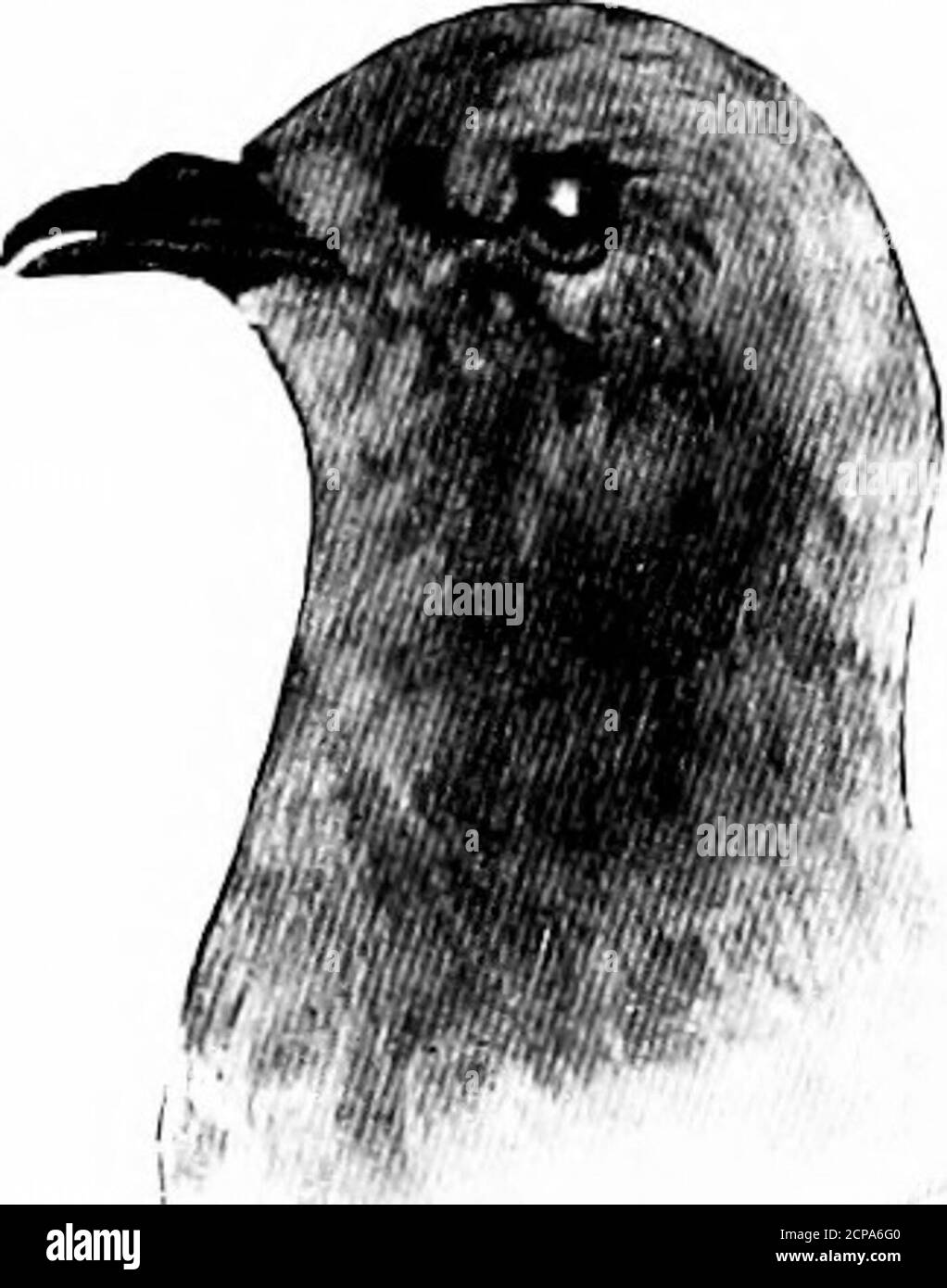 . Caccia e pesca in Florida, compresa una chiave per gli uccelli acquatici noti per verificarsi nello stato . Puffinus auduboni.Audubons Shearwater. Vedere pagina 202. i^strelata liasitata. Lunghezza, 16.50; Ala, 12; Bill, 1.35; Tarsus, 1.40.Covers di coda superiore e inferiore bianco. Lunghezza, 7; ala, 5.75; coda, 2.80; Tarsus, 1.30;fattura, .50. Piumaggio generale sooty nero; copricoda bianca. Lunghezza, 8; Ala, 0.25; coda, 3.10 (sopra il crepuscolo);Tarso, 1.50. Nessun bianco sulla nuca; sotto partibianco. Oceanites oceanicus. /Gstrelata hasitata. Petrel con tappo nero. Infiltrazioni 202 oceaniti oceanicus. Wilsons Petrel. Vedere pagina 203 Cymodr Foto Stock