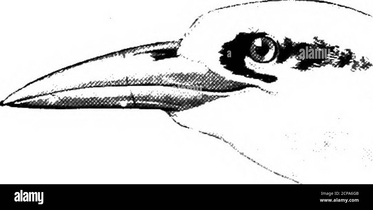 . Caccia e pesca in Florida, compresa una chiave per gli uccelli acquatici noti per verificarsi nello stato . i^strelata liasitata. Lunghezza, 16.50; Ala, 12; Bill, 1.35; Tarsus, 1.40.Covers di coda superiore e inferiore bianco. Lunghezza, 7; ala, 5.75; coda, 2.80; Tarsus, 1.30;fattura, .50. Piumaggio generale sooty nero; copricoda bianca. Lunghezza, 8; Ala, 0.25; coda, 3.10 (sopra il crepuscolo);Tarso, 1.50. Nessun bianco sulla nuca; sotto partibianco. Oceanites oceanicus. /Gstrelata hasitata. Petrel con tappo nero. Infiltrazioni 202 oceaniti oceanicus. Wilsons Petrel. Vedere pagina 203 Cymodroma grallaria.White.bellied Petrel. Vedere pagina 203 Fami Foto Stock