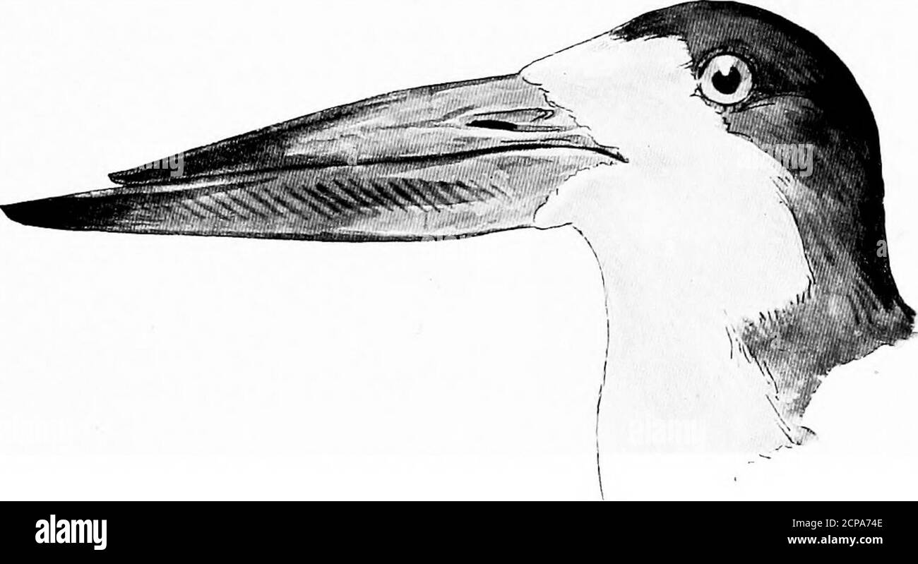 . Caccia e pesca in Florida, compresa una chiave per gli uccelli acquatici noti per verificarsi nello stato . rds hanno la parte superiore della testa bruno. Anous Stolidus. Noddy Tern. Vedere pagina 199 lunghezza, 14.50; Ala, 10; coda, 6; Bill, 1.60.Crown nero; fronte e linea che si estende sopra l'occhio bianco; manto grigio; sotto parti bianche; becco e piedi neri. Sterna anastetus.bridled Tern. VEDI PAGINA 19S CHIAVE PER GLI UCCELLI ACQUATICI DELLA FLORIDA. 147 lunghezza, 14; ala, 12; coda, 5.50; Bill, r.40; Tar-sus, 1.30. Fronte non bianco; corona, fronte incluso, nero; parti superiori grigio perla; parti inferiori bianco; fattura comparativamente Foto Stock