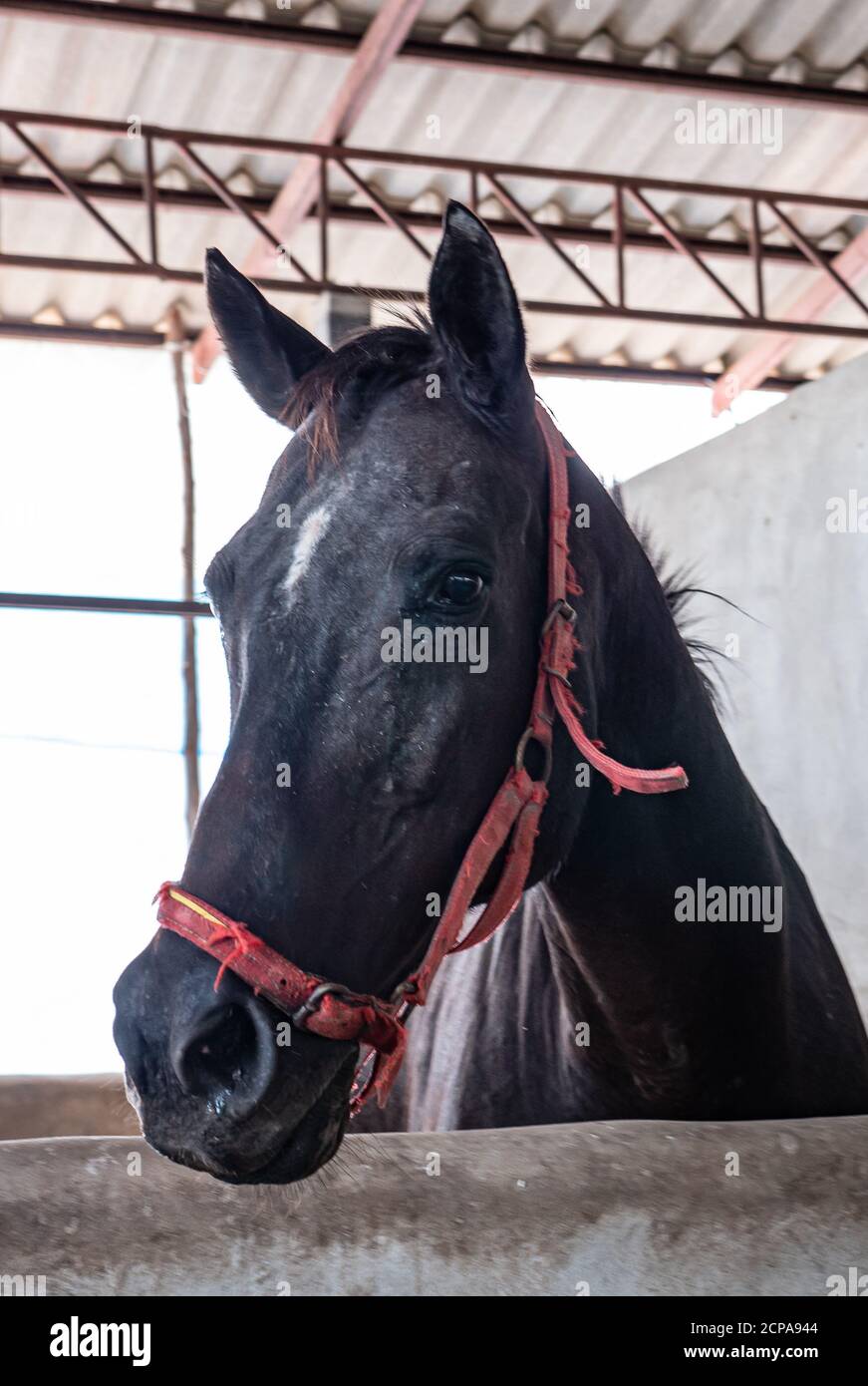 Cavallo malato da virus africanhorse malattia in azienda Foto Stock