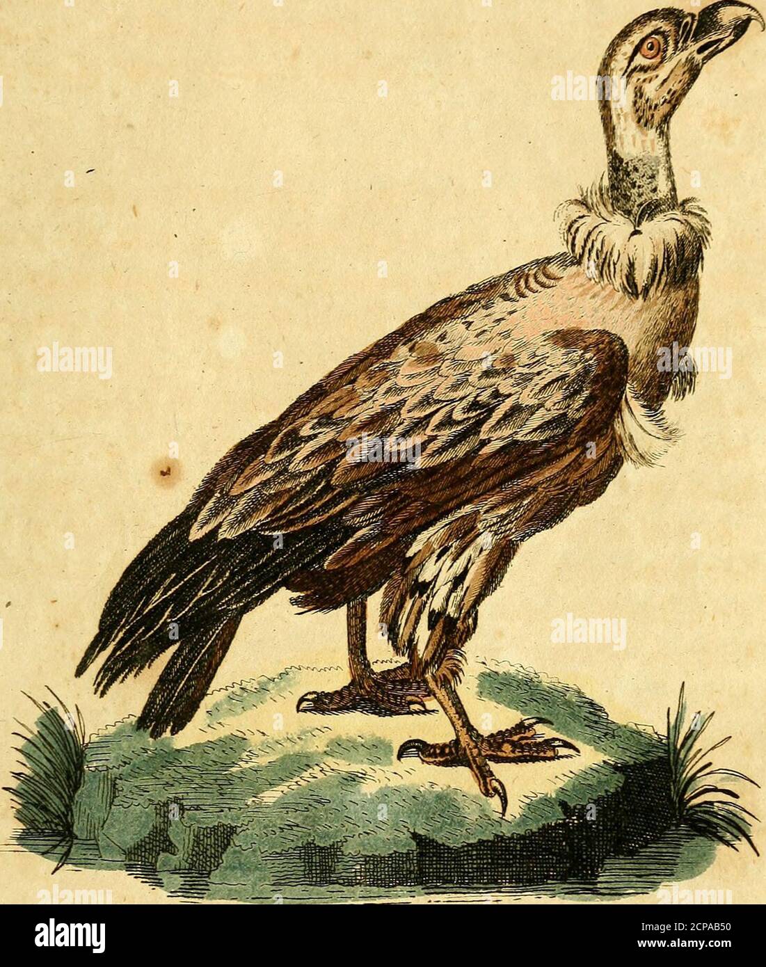 . F.le Vaillant's Naturgeschichte der afrikanischen Vögel . wollen, wo ber Urubu :a*Öfteer ^at paffelen muffin, um na   lifxita gu fommen. Syenittiefer Sftaturfcrfd?er ftct> bte €D2uC>e gegeben (>atte, ben amer^anifdjen Urubu ietöt überfuhrt ^ber Beitreibung bie €olbe giebt gufammet-su^af«ten; fo würbe worben fenbbean &§ bebut* 2)er Urubu &ht inter ü«t einen C-dmabei, ber eher bem Ccfcnabel eineö inMfcftenQahns, als» eineö ©eper* gletd) fommt. ©umare Foto Stock