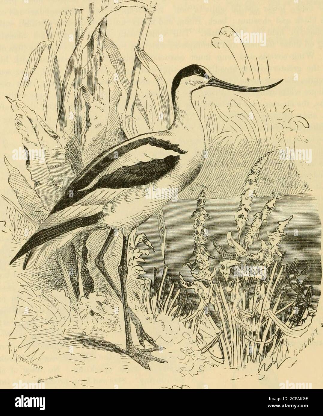 . Chiave per gli uccelli del Nord America. Contenente un resoconto conciso di ogni specie di uccelli viventi e fossili attualmente conosciuta dal continente a nord del confine messicano e statunitense, compresa la Groenlandia e la bassa California, con cui sono incorporate ornitologia generale: Un profilo della struttura e classificazione degli uccelli; E ornitologia di campo, un manuale di raccolta, preparazione e conservazione degli uccelli . Testa e piede di Avocet, circa J 610 SYSTEMATIC SYNOPSIS.-LIMICOL^. E full-webbed ; il disegno di legge è decisamente ricorsivo, appiattito, e si rastrema ad un punto simile ad un ago;il corpo è depre Foto Stock