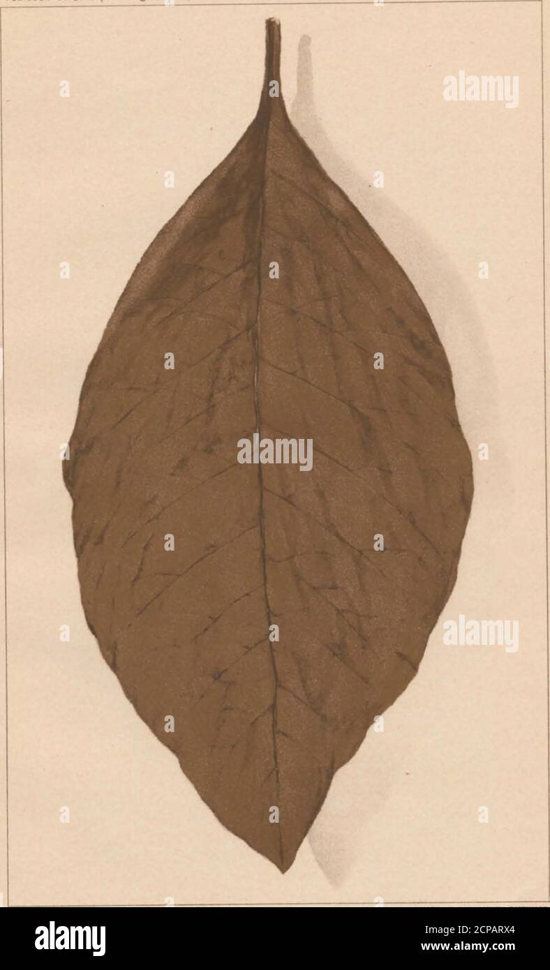 . Annuario del Dipartimento dell'Agricoltura degli Stati Uniti 1900 . e di quello cresciuto in Suma-tra, dando alla foglia coltivata in Florida maggiore capacità di avvolgimento. La giuria ha votato alla foglia coltivata in Florida 20 punti di merito e alla foglia coltivata in Sumatra 18 punti. (PI. XVI.) Fix&gt;bida-gr©foglia di seme cubano.- anche il foglietto coltivato in Florida da seme cubano ha ricevuto una considerazione favorevole, essendo votato18 punti di merito contro 18 punti ricevuti dal prodotto cubano.mentre la giuria ha riconosciuto che la foglia coltivata in Florida era una stretta rivalità del prodotto cubano in termini di qualità e aroma, il cubano Foto Stock