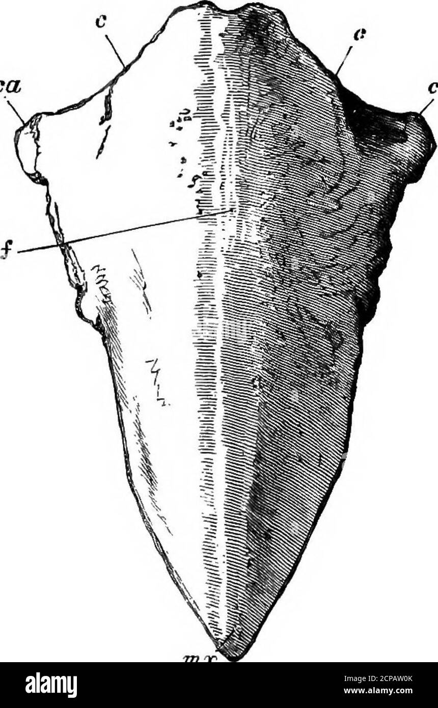 . La struttura e la classificazione degli uccelli . FIA. 245.-Pelvi dell'UEM (aftek Mivaet). Lettebs come in FiO. 243. la chiusura della tacca per il processo odontoide può essere co-pleted, come mostrato nel taglio (fig. 68, pag. USA). Il giradischi è molto HKE quello dell'uem, possedendo anche clavicole rudimane-tarie. La membrana coracoidea può, tuttavia, essere ossificata, e ci sono due foramina. Una di queste relazioni tra la membrana coracoidea e il coracoide, è quindi apparentemente l'omologo del forame in 1 W. H. Flowee, sullo scheletro della Cassowary AustraUan, P. Z. S.1871, p. 32. L L. 2 616 Foto Stock