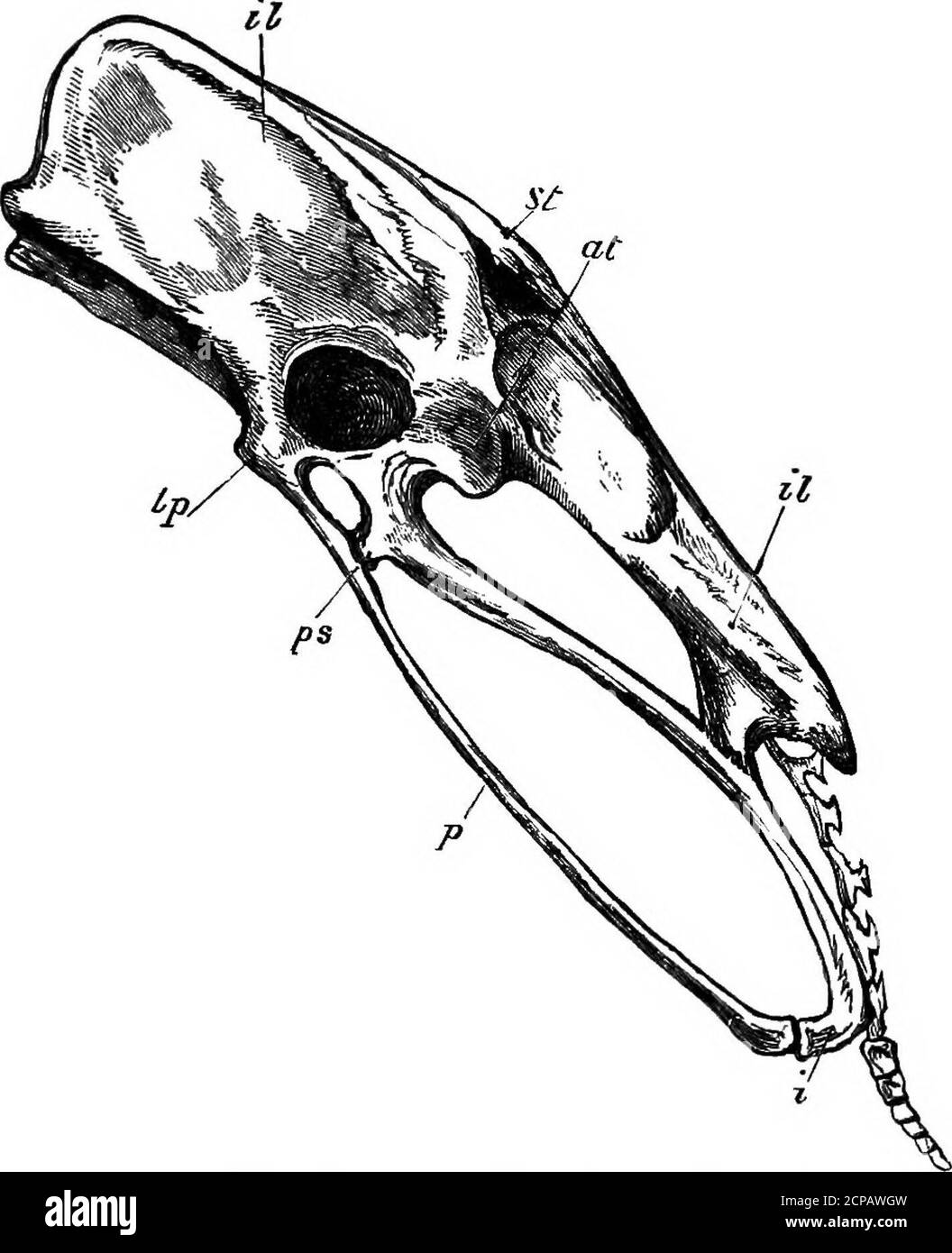 . La struttura e la classificazione degli uccelli . FIQ. 242.-Steenum ow EHEA (aptee Mivaet).cc^ scanalature coracoidi; CA, processo laterale anteriore ; /, chiglia (?) IX, processo laterale posteriore. Porzione è ossificata come un sottile spicolo di chiusura ossea nel foramen coracoideum. Lo sterno (vedere fig. 242) ha prominenza ventrale amediana e due sottili anelli laterali dell'osso, che possono essere indicazioni della foramina. Tre (alcune volte quattro) coppie di costole raggiungono lo sterno. Il bacino (fig. 243) ha un piccolo processo pectineale. I pube si articolano posteriormente ad ischia, e antero un pro-cess interotturatore, di whi Foto Stock