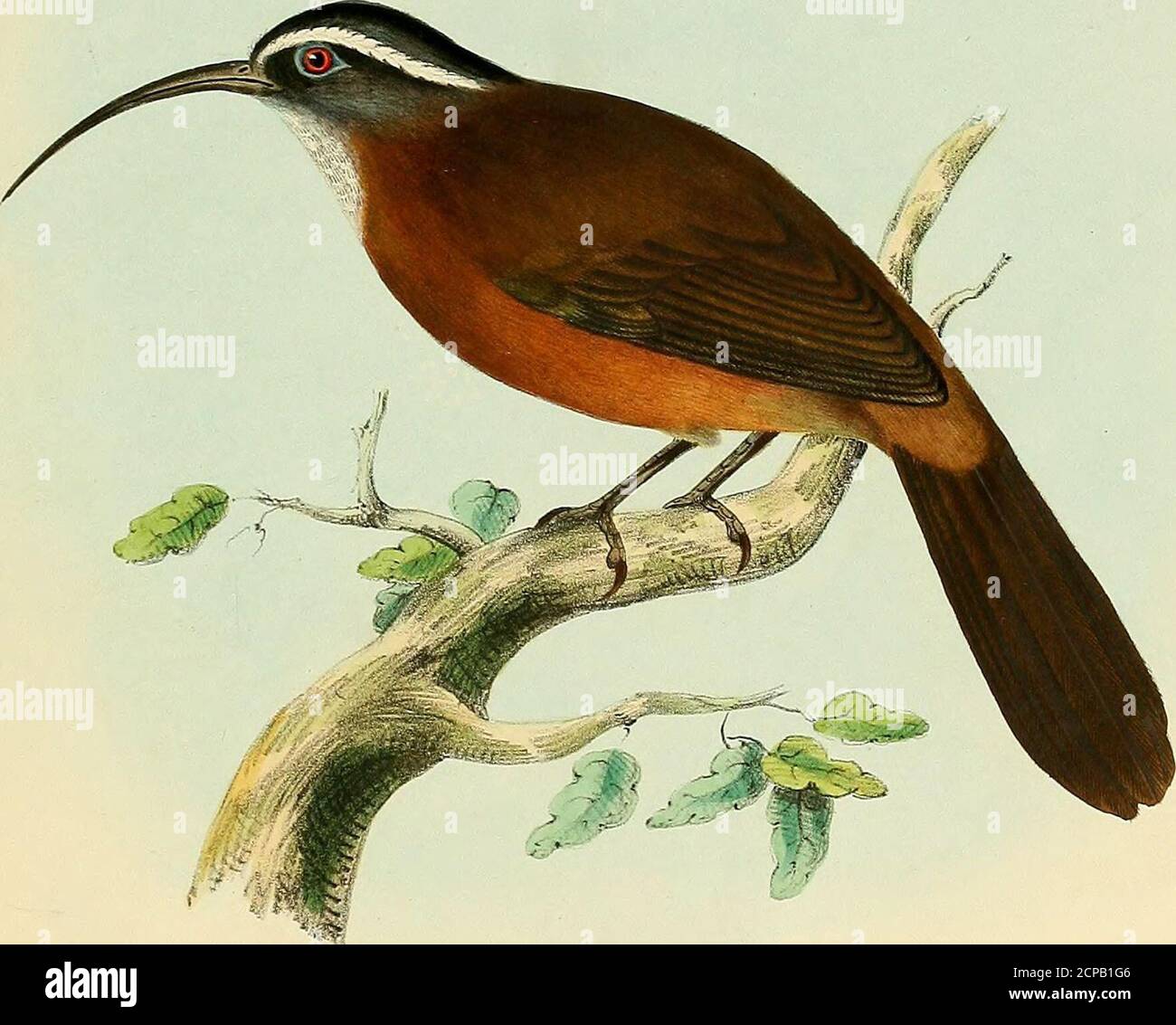 . Illustrazioni di ornitologia indiana : contenente cinquanta figure di specie di uccelli nuove, non figurate e interessanti, principalmente dal sud dell'India . considerando, allargandosi solo alla base estrema, e descrivendo un'incurablevazione. Piumaggio, ali e coda come in Pamaforkimis, ma le dita dei piedi e delle zeppe più snella e allungata. Credo che questi personaggi non permettano certo di separarsi dal Pomatorhinus, essendo semplicemente più finemente espressi. Questo uccello è stato riferito essere un Songster piacevole, ma questo è in contrasto con gli habitat conosciuti della maggior parte dei familj-. Abita Darjeeling. Desci-ipti Foto Stock