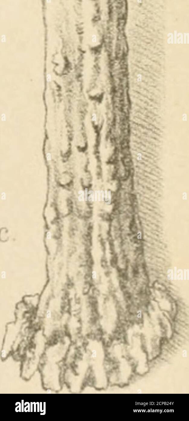 . Allgemeine Encyklopädie der gesammten Forst- und Jagdwissenschaften. Unter Mitwirkung der bedeutendsten Fachautoritäten . F.6.. I.it dx Joh. Allgemeine Encyclopädie der gesammten Forst- und Jagdwissenschaften.Verlag von MORITZ PERLES, Wien und Leipzig. F 1. Bildung des Rosenstocks als Grehörabasis. F 2. - a - o.. Stufenweise Stellung der Abwurfflächen. F 3. - a - b. und F 4. Erstlingsgehörne in typischen Formen. F 5 e 6. Typen der Gabler-Stufe. •  L • k l •L . j&gt;ä. - n  v •• l. iji. Foto Stock