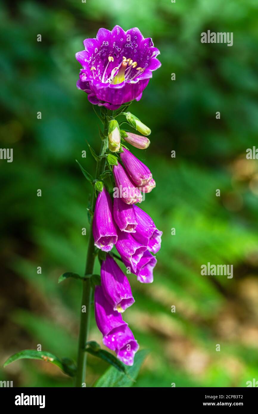 Guanto di volpe, guanto di mostro (Digitalis purpurea monstruosa), un fregio di natura Foto Stock
