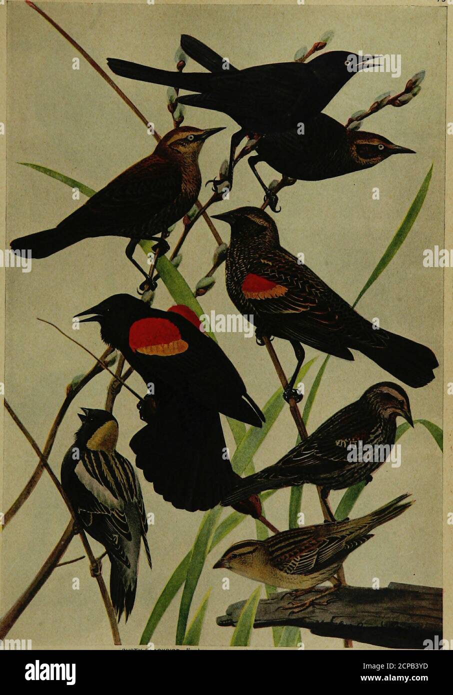 . Uccelli di New York . DIALITIZZZZZZZZZZZZZZZZZZZZZZZZZZZZZZZZZZZZZZZZZZZZZ 12 N. Y. Museo Statale targa 73. RUSTY BLACKBIRD Euphagus caToUnus (iVliillerj ADULTO MASCHIO IN SPRINGIMMATURE IN AUTUNNO ADULTO MASCHIO IN AUTUNNO ROSSO-ALATO BLACKBIRD Agelaius rhenicrus phoeniceus (Lhrioeaa) MC.LE ,H al; UVN MASCHIO IN SPF:*0 BOBOLINK Dolichonyus (Lineux FEMMINA) Foto Stock