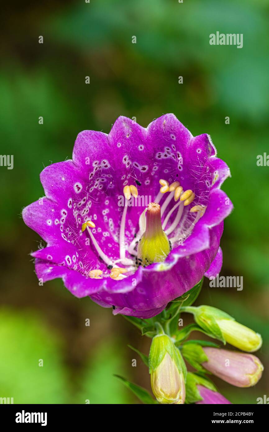 Guanto di volpe, guanto di mostro (Digitalis purpurea monstruosa), un fregio di natura Foto Stock