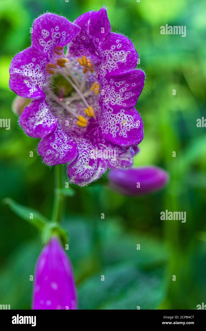 Guanto di volpe, guanto di mostro (Digitalis purpurea monstruosa), un fregio di natura Foto Stock