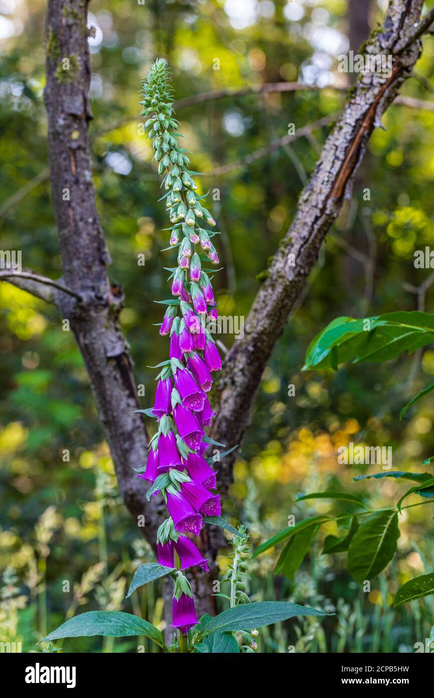 Fioritura, selvatico guanto rosso fiorente nella foresta, Digitalis purea Foto Stock