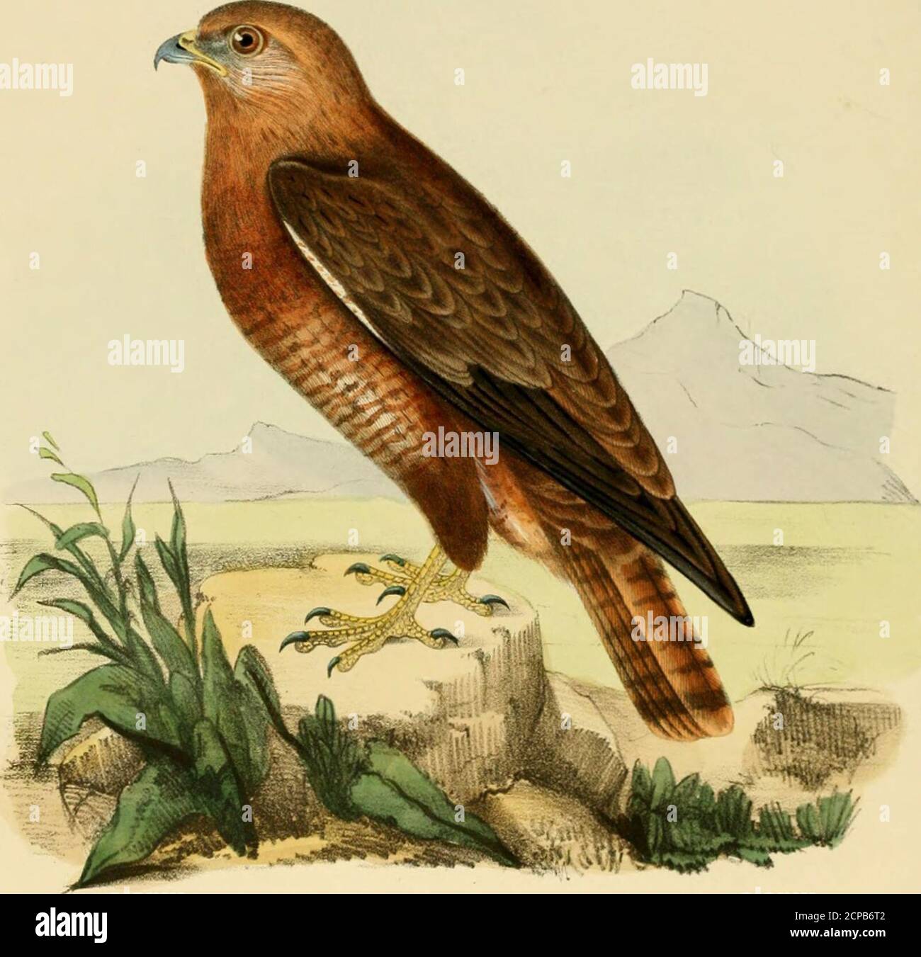 . Illustrazioni di ornitologia indiana : contenenti cinquanta figure di specie di uccelli nuove, non figurate e interessanti, principalmente dal sud dell'India. Questo uccello, o del B. Zeylankvs, è stato scambiato per quello di Nyciiornis Alherivni dal scopritore di quell'uccello, come riferito in Jardine e Selbys III 2 ILLUSTRAZIONI DI ORNITHOLOGT INDIANO. pi. ORN. 58; infatti è descritto come esattamente il richiamo di un Bucco, mentre quello di theNyctiornis è un forte fischio ondulato. Ho anche sentito la chiamata del Bucco da moonlightsaltuariamente, ma mai quella dei Nyctiornis. Aggiungo una descrizione del verde Foto Stock